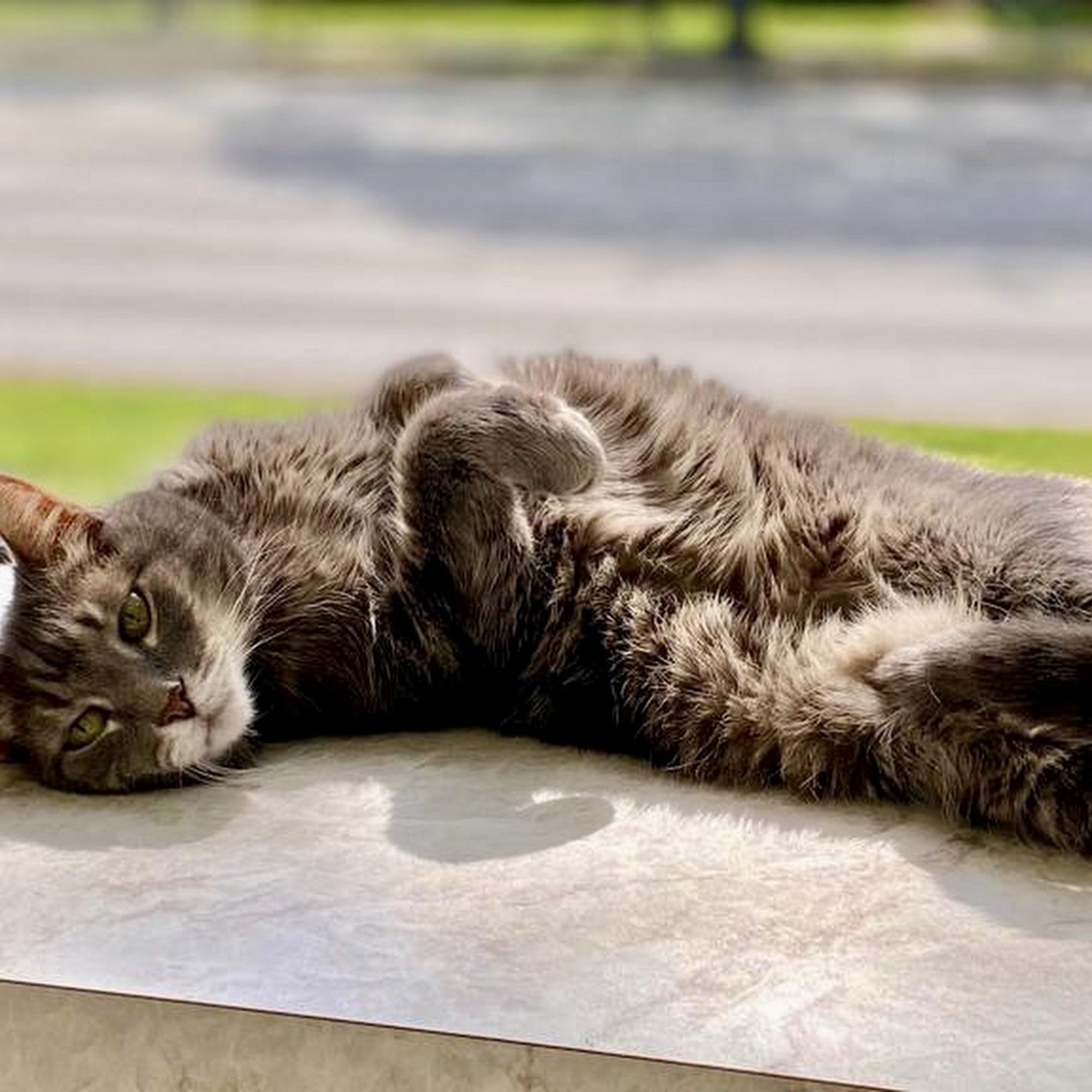 Shaker Heights Animal Hospital Shaker Heights