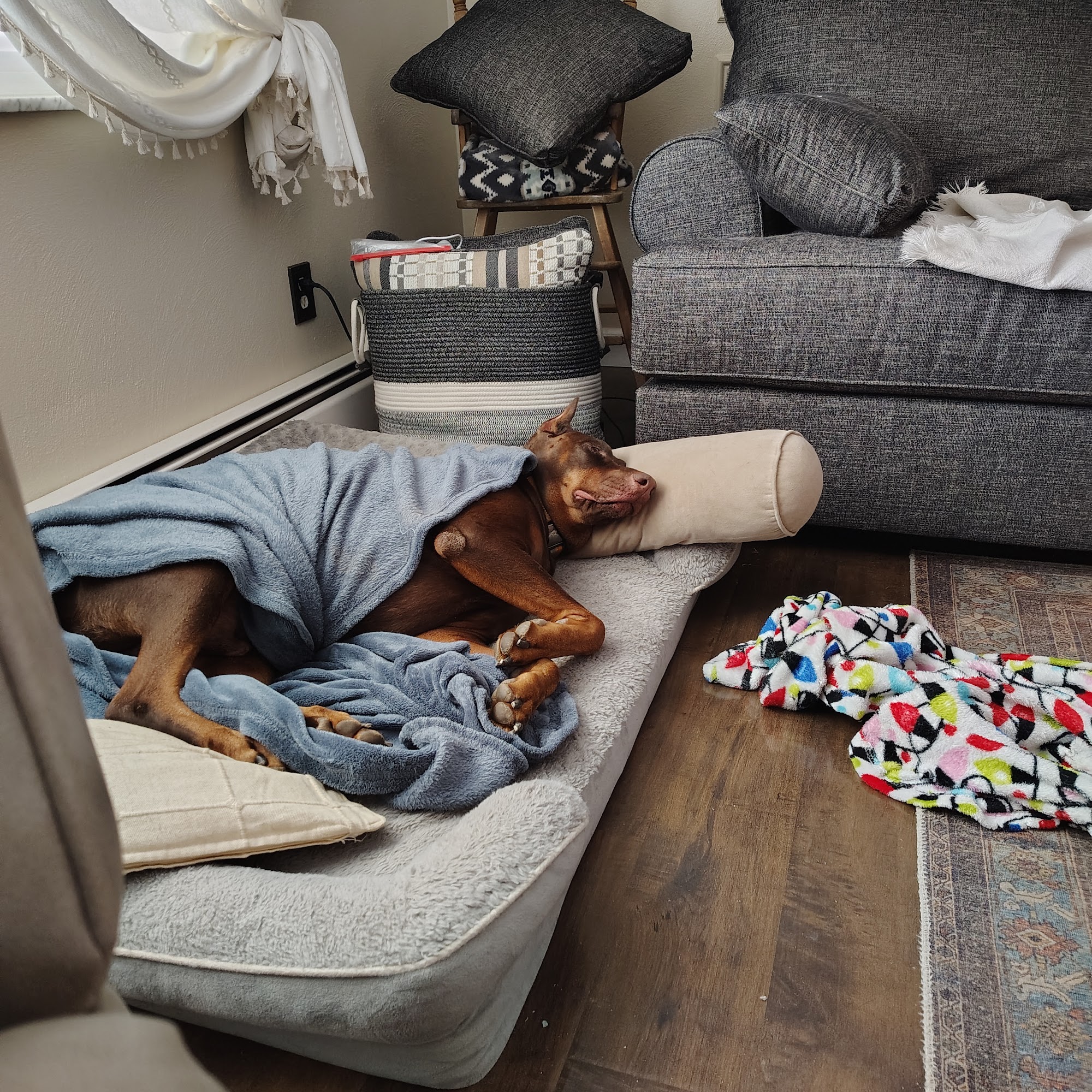 Community Veterinary Clinic Sidney