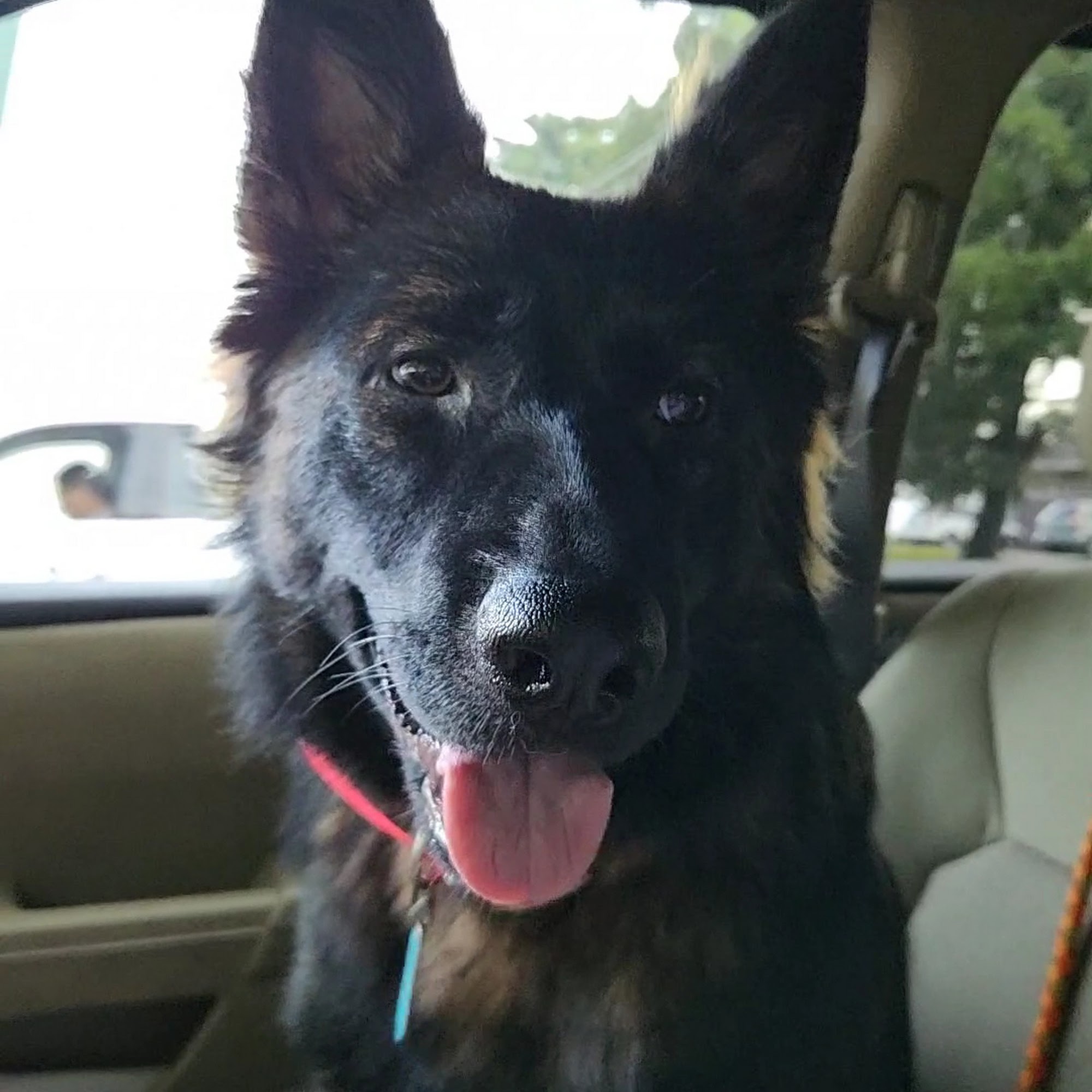 Masterson Veterinary Clinic Somerset