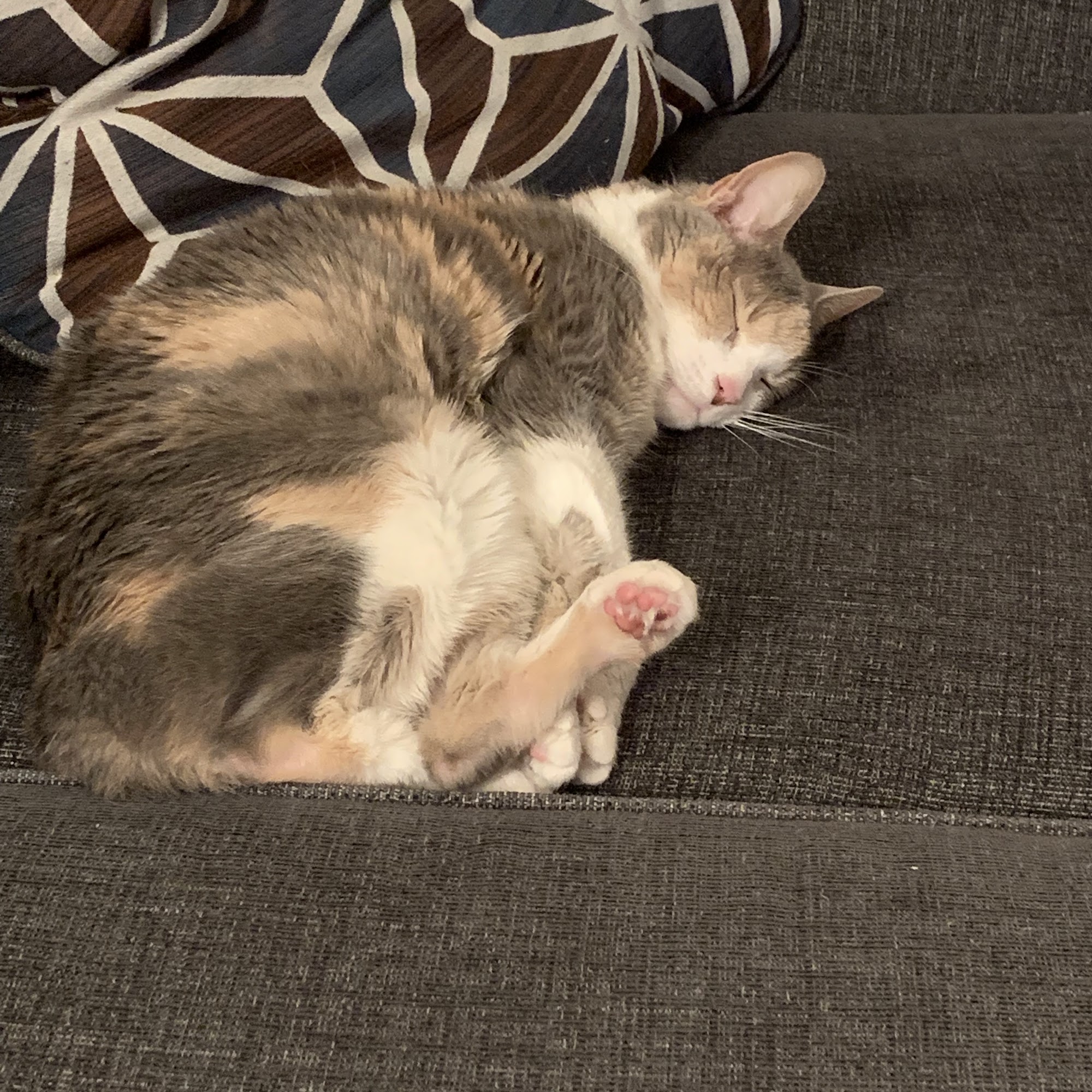 Just Cats Hospital South Euclid