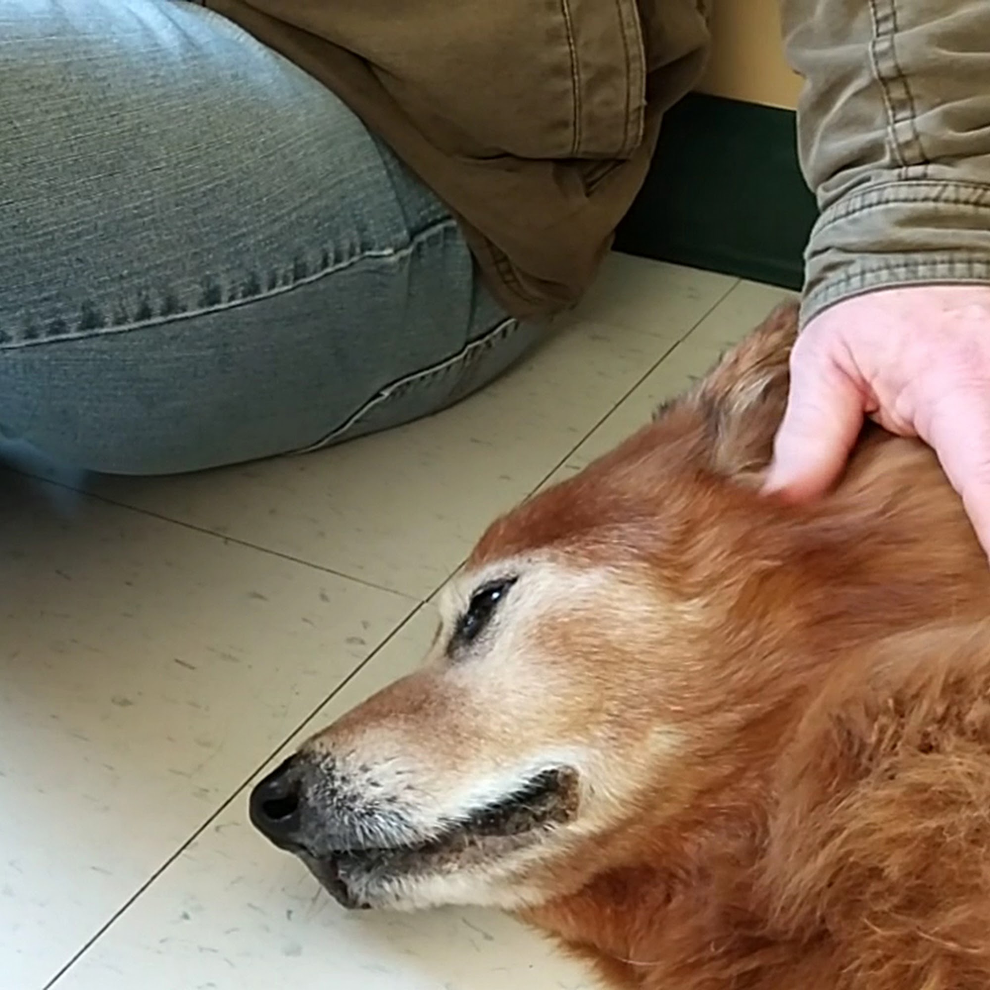 Little Miami Veterinary Services South Lebanon