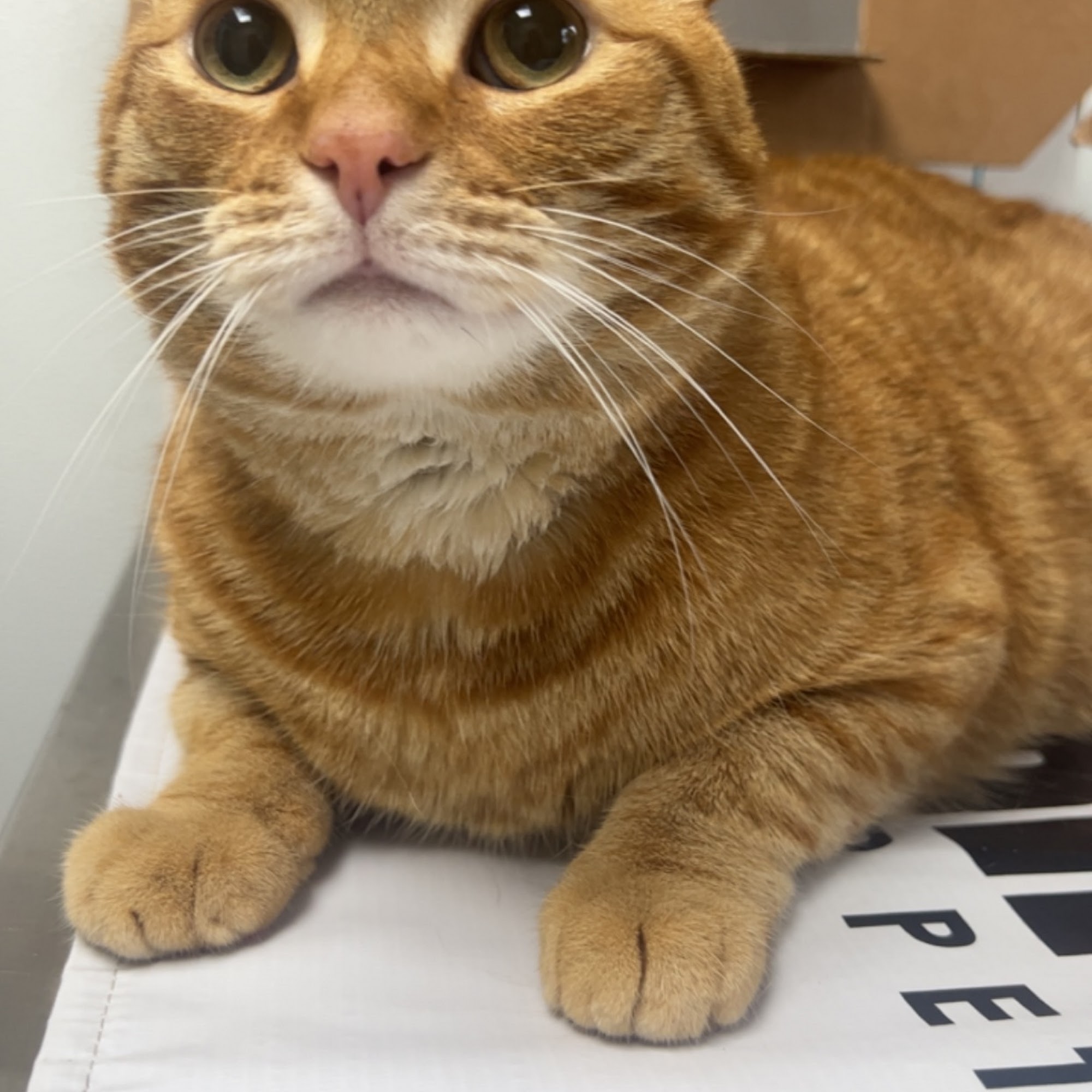 Animal Medical Center of Springboro Springboro