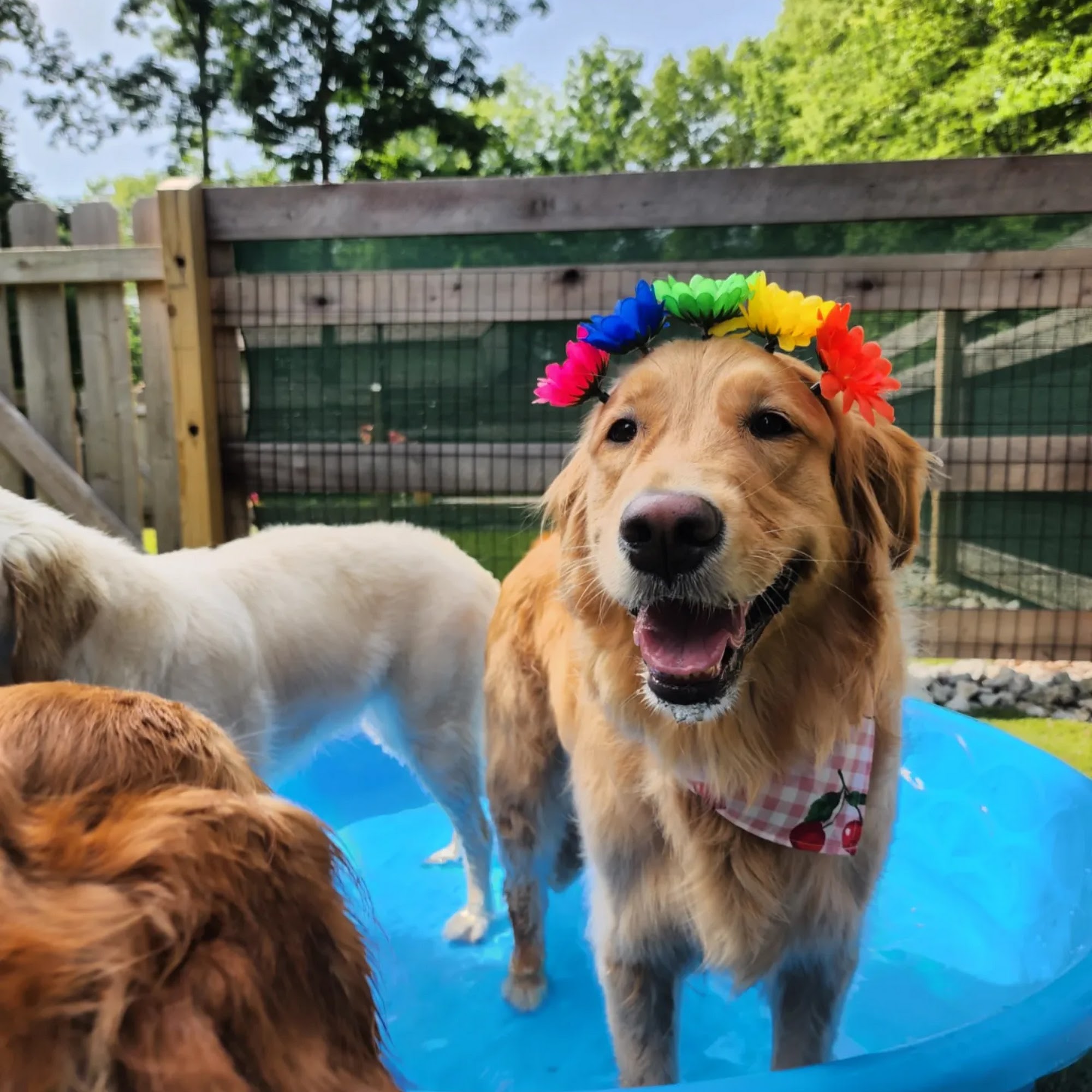 Sit Stay Dog Watching LLC Springboro