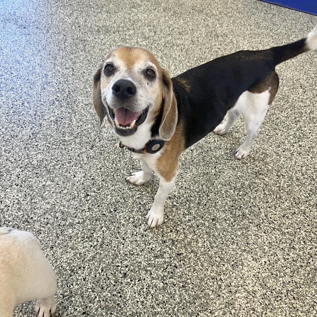 Red Dog Pet Resort & Spa Springdale Springdale