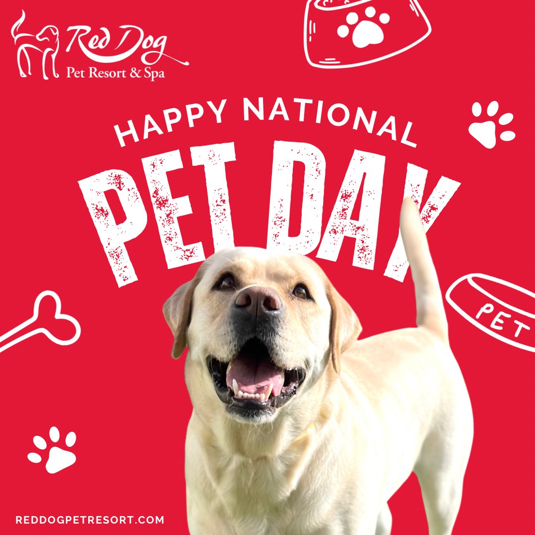 Red Dog Pet Resort & Spa Springdale Springdale