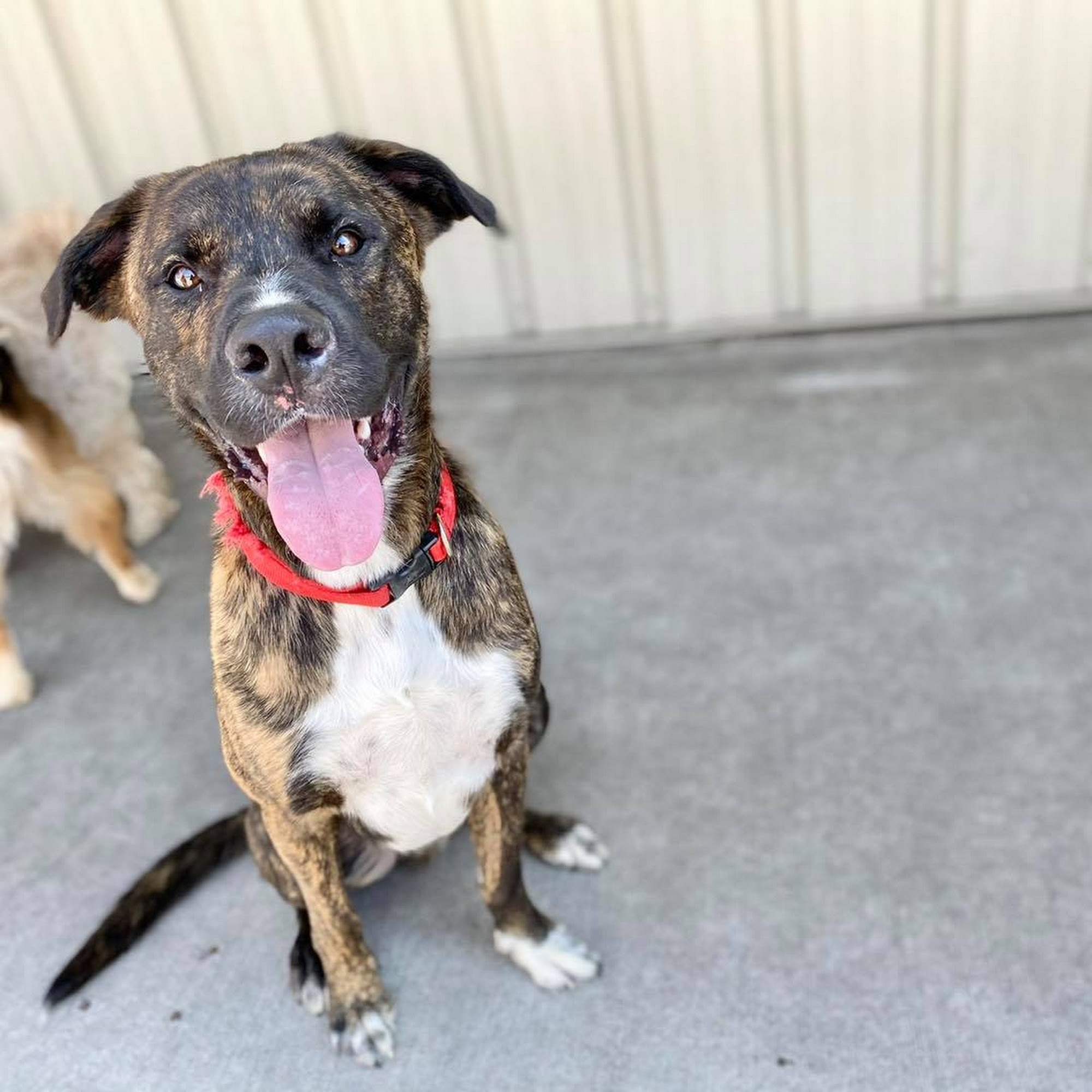 Red Dog Pet Resort & Spa Springdale Springdale