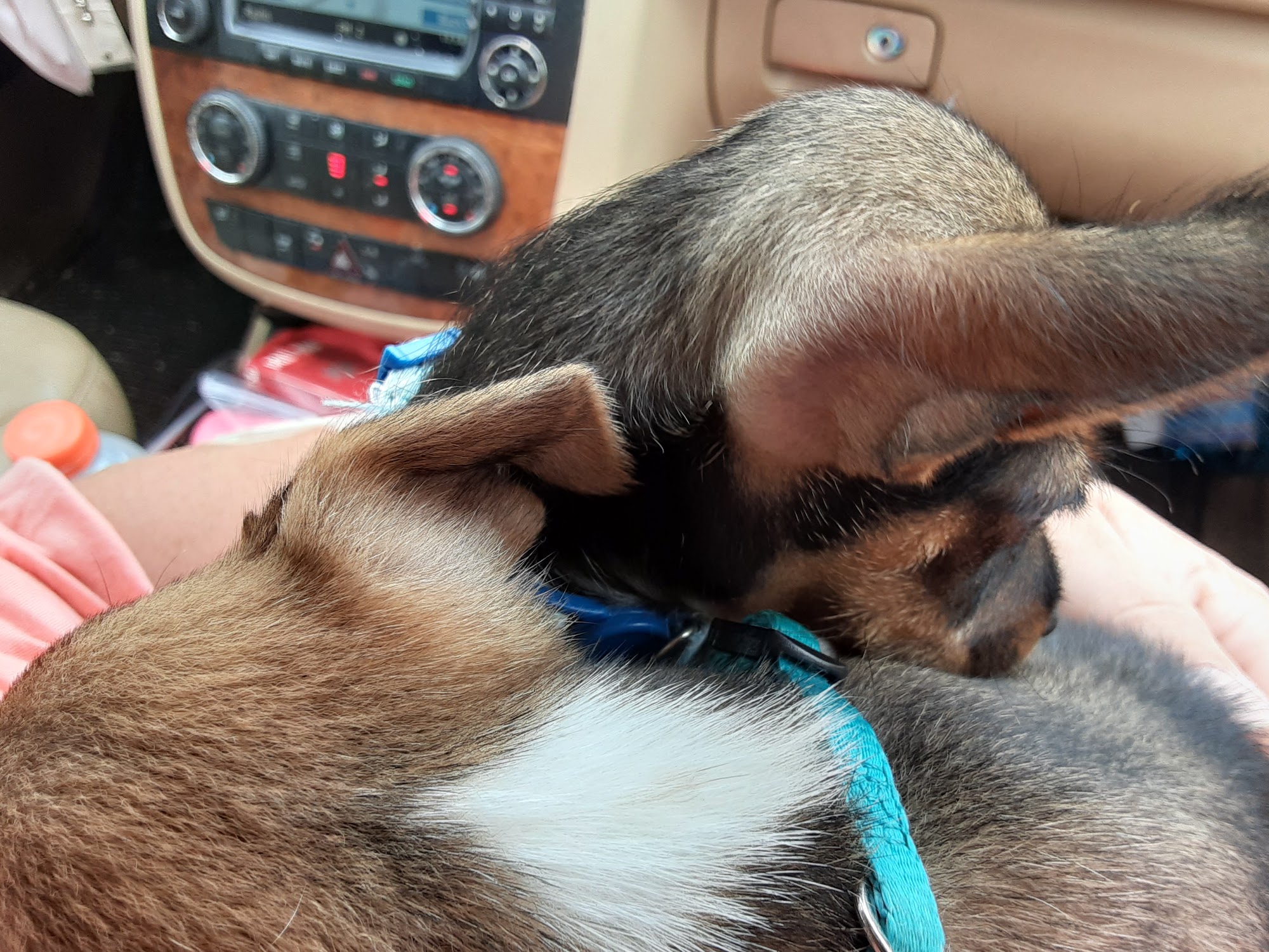 Zunic Veterinary Clinic Springfield