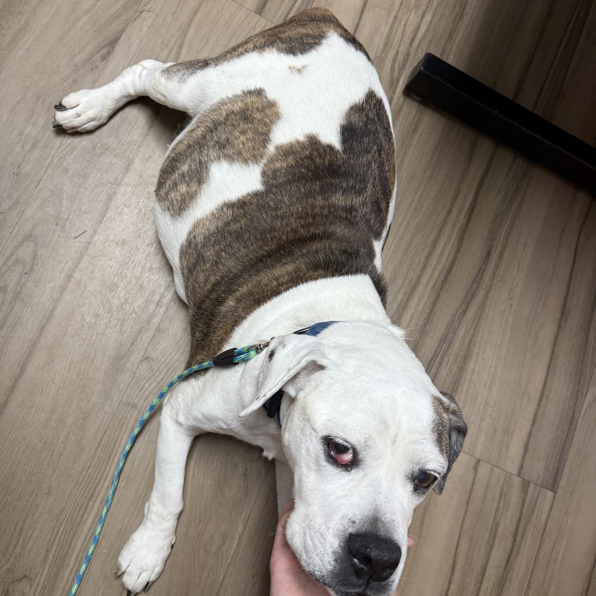 Northside Veterinary Clinic Springfield