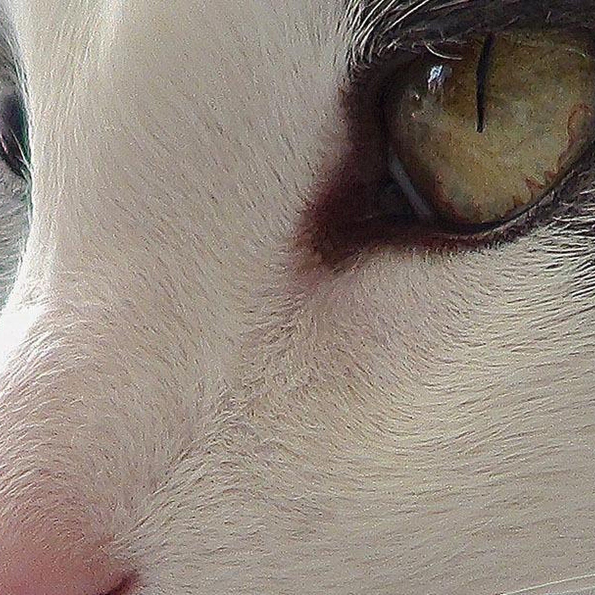 Mad River Veterinary Hospital Springfield