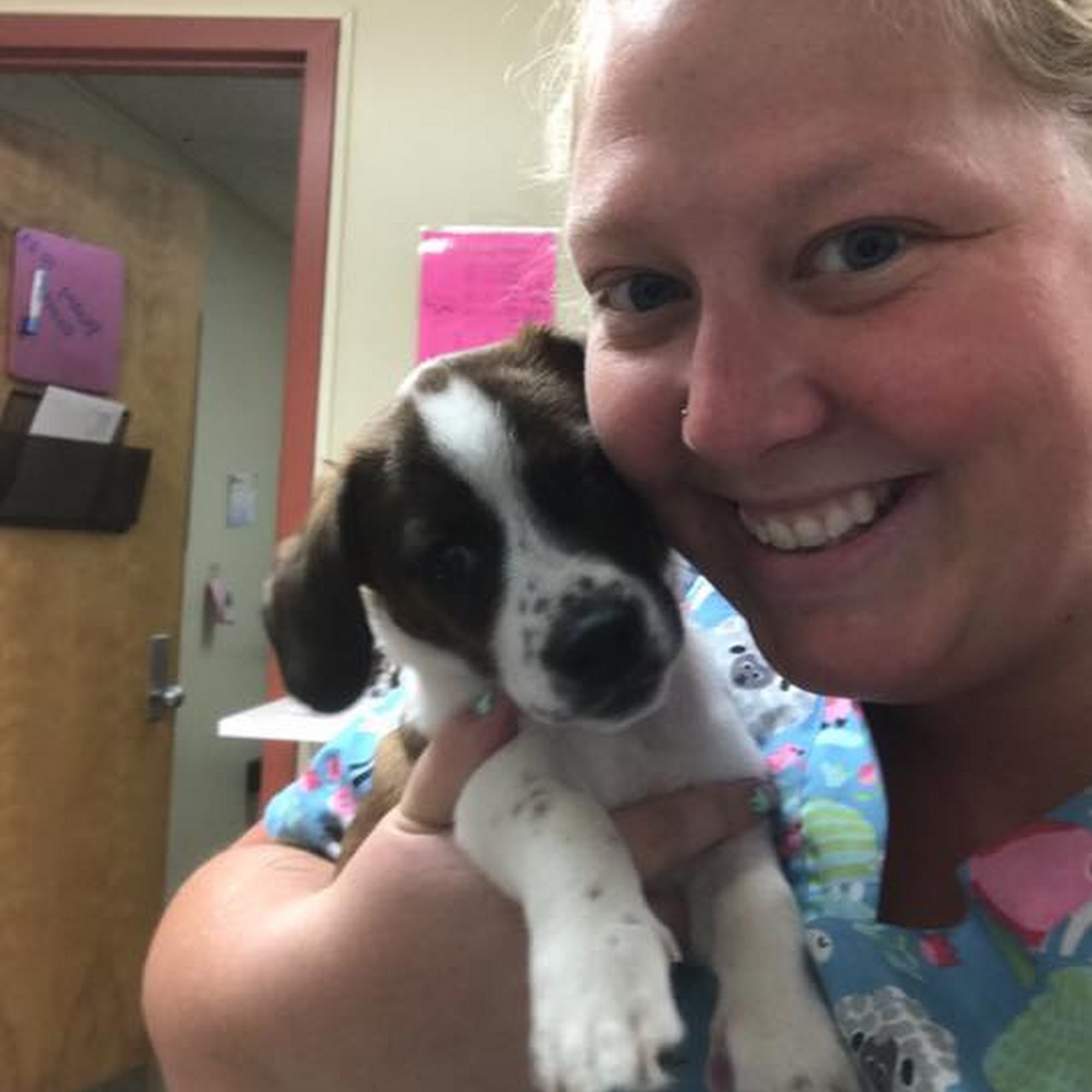 Springfield Animal Hospital Springfield