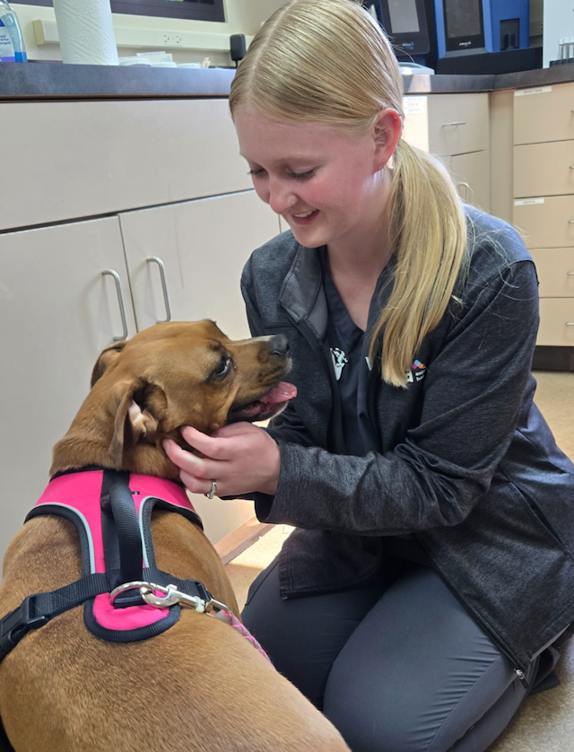 VCA Northwood Animal Hospital Springfield