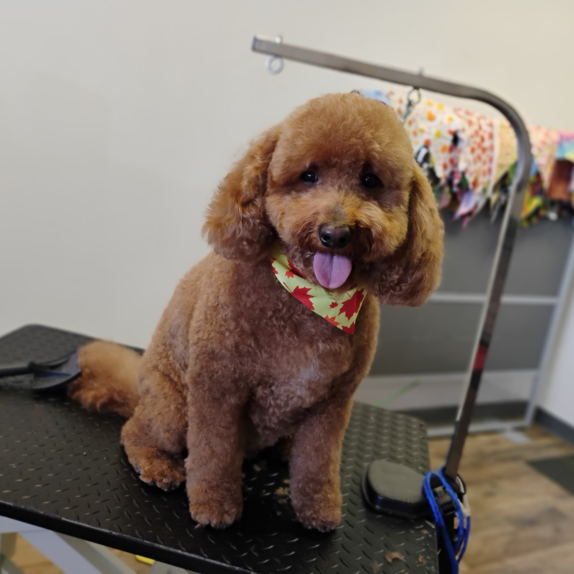 Poodle Doodle Pet Grooming Springfield
