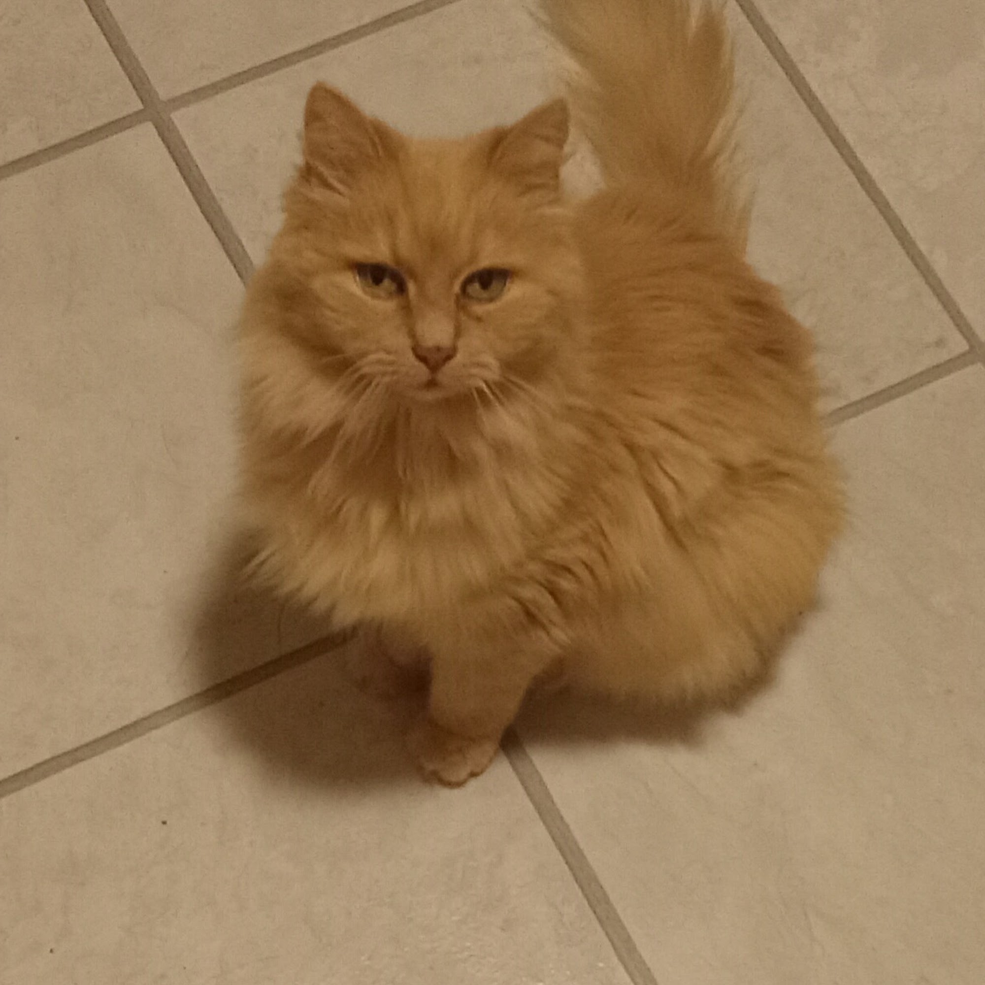 Wintersville Veterinary Hospital Steubenville