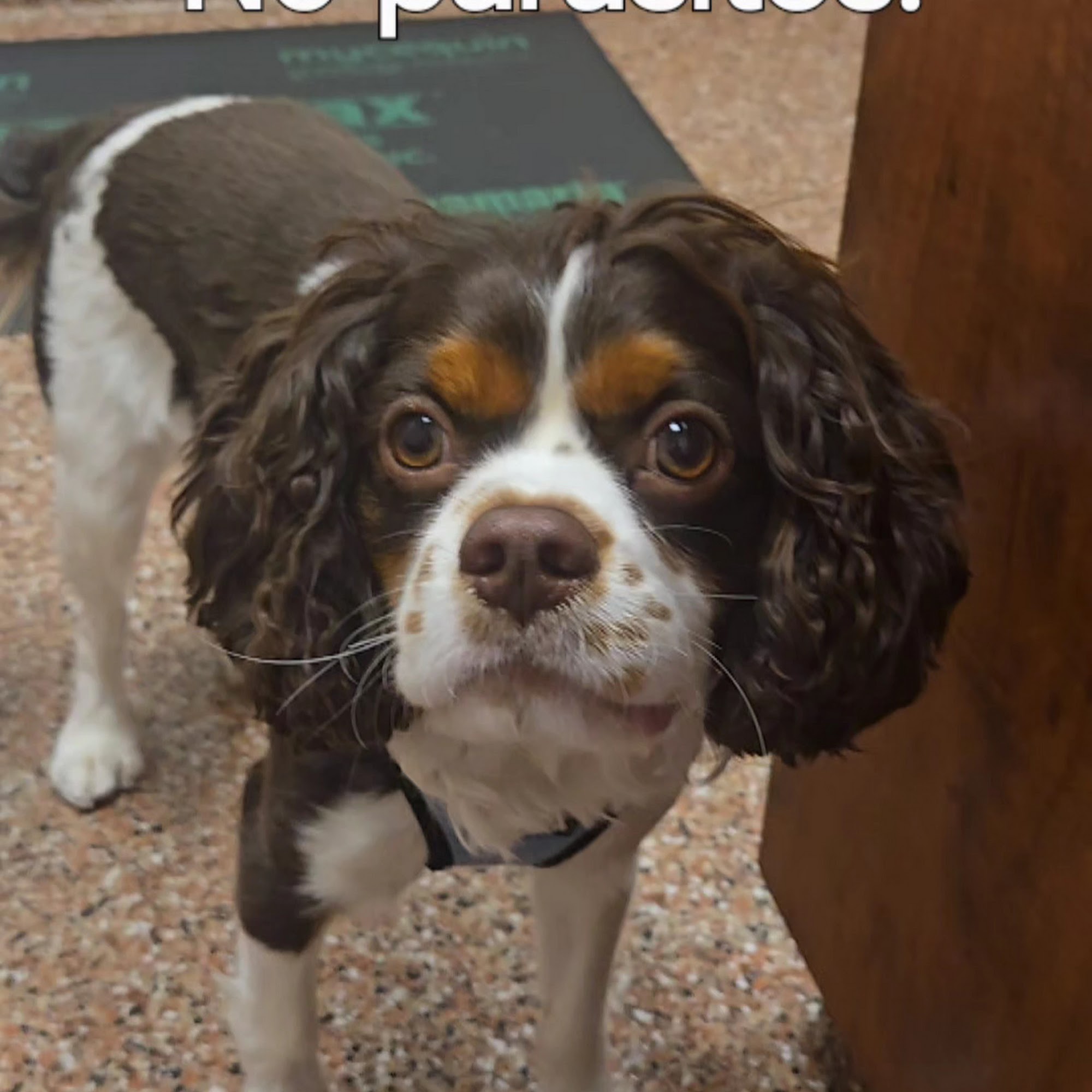 Keystone Veterinary Clinic Stow