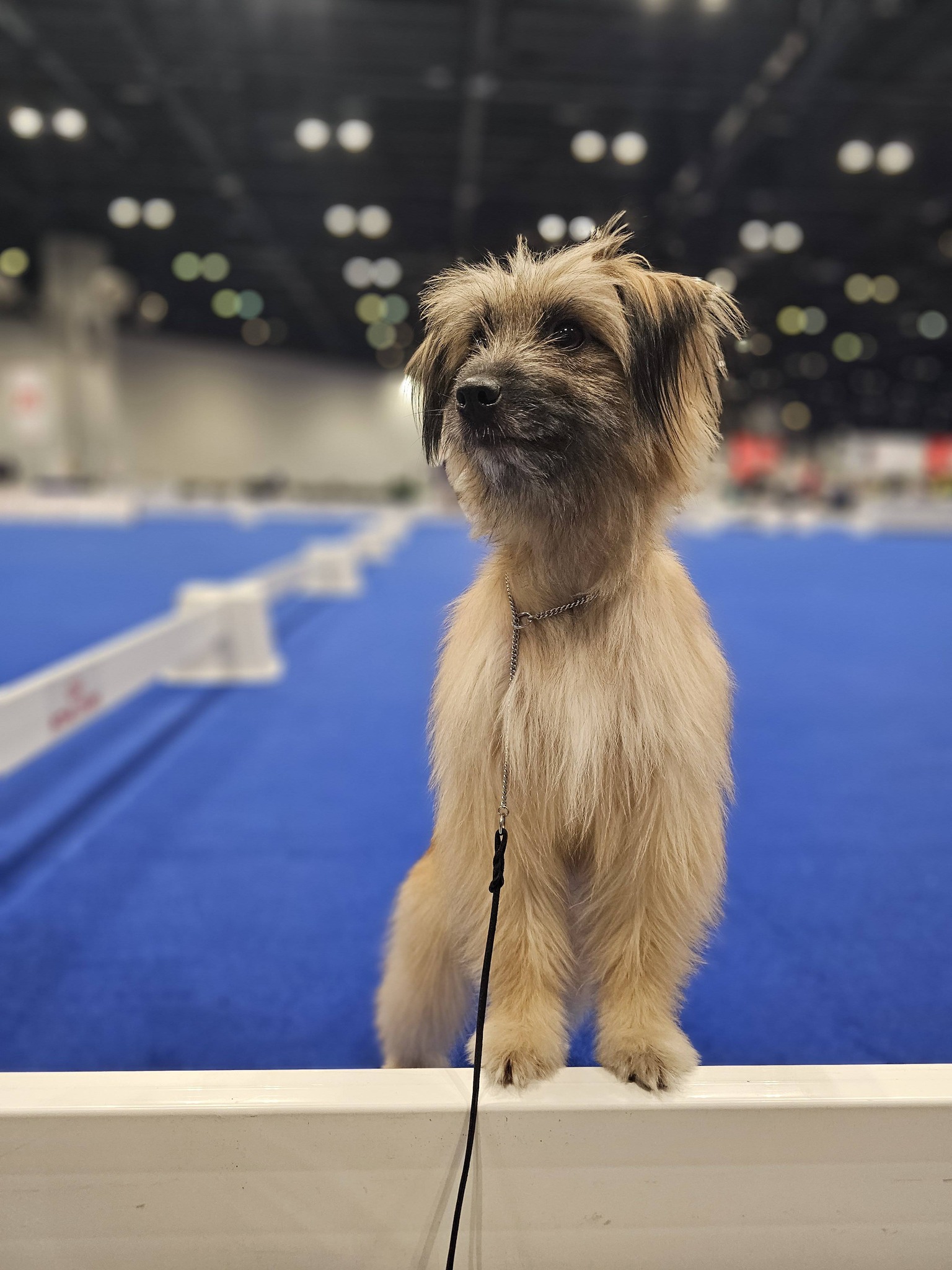 The Naughty Dog Training Stow