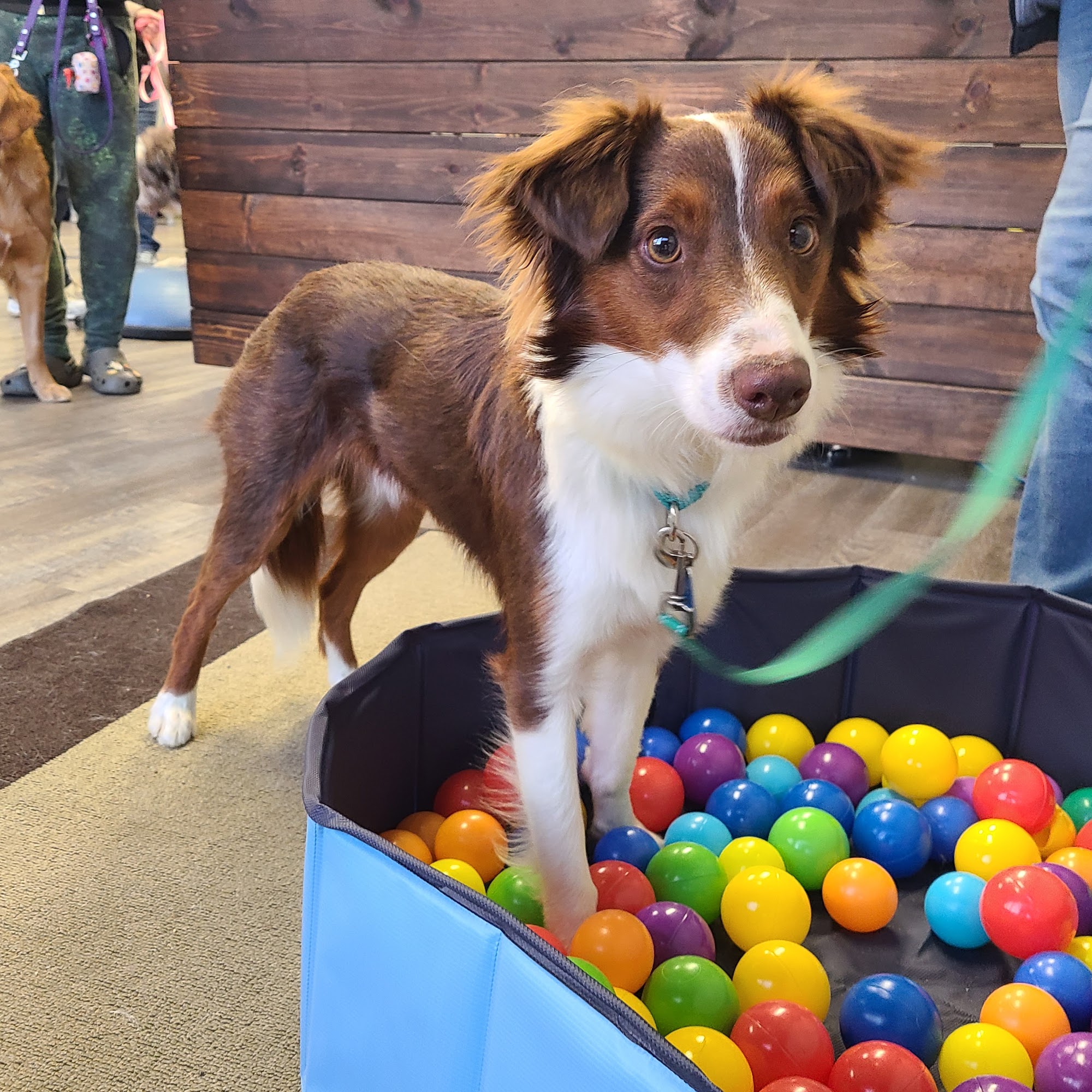 The Naughty Dog Training Stow