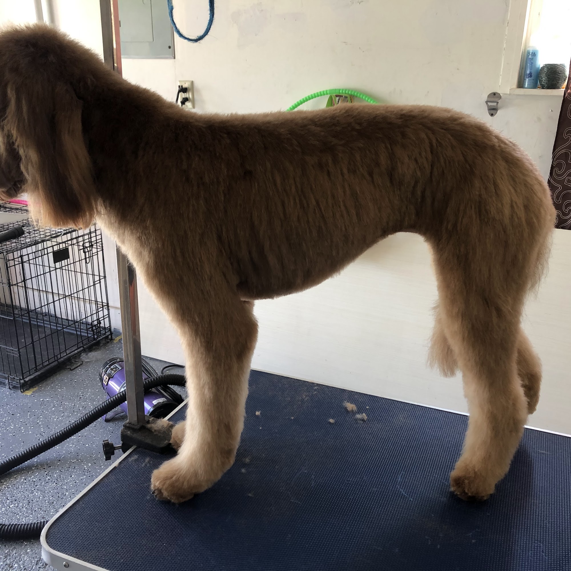 Megan's Dog Grooming LLC Stow