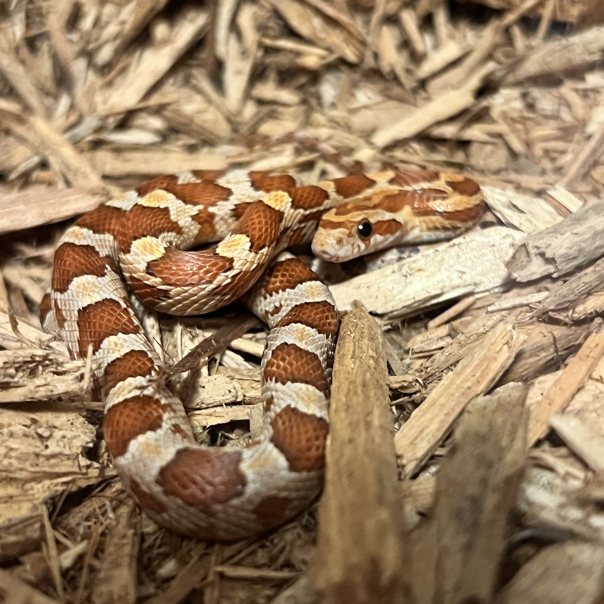 Animal Jungle Pet Shop Stow