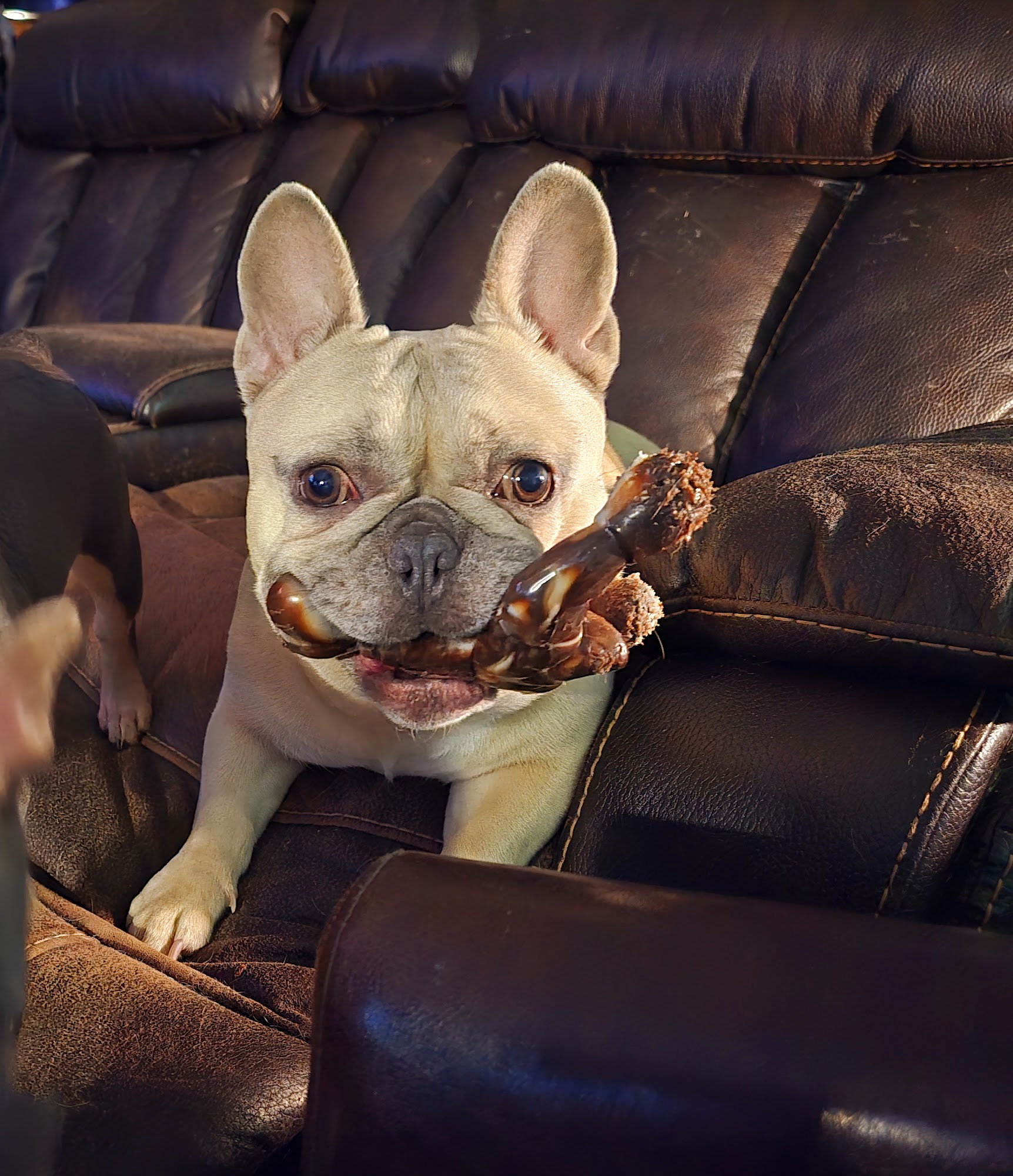 Animal Medical Center of Streetsboro, Inc. Streetsboro