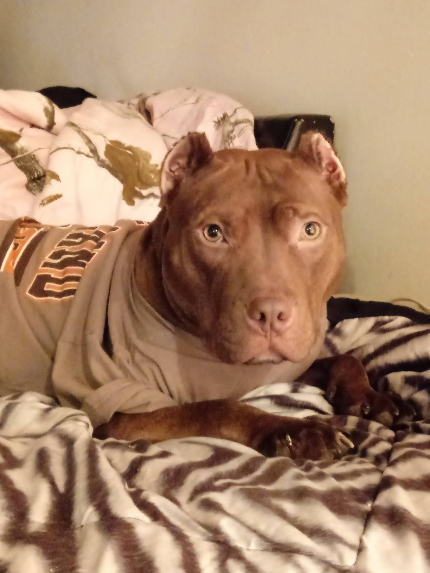 Pet Supplies Plus Streetsboro Streetsboro