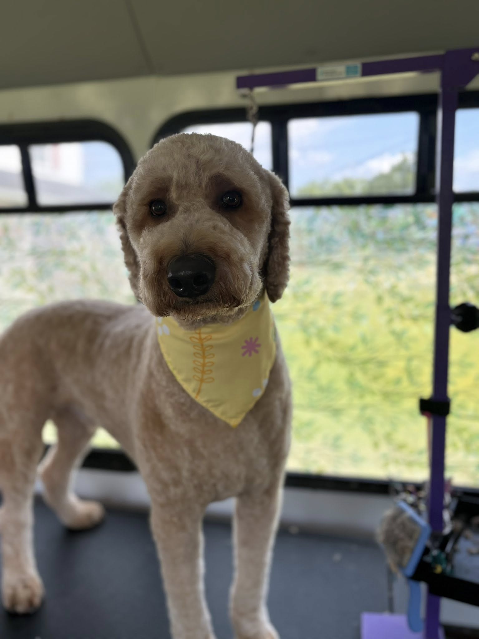 The Ultimutt Grooming Hut Streetsboro