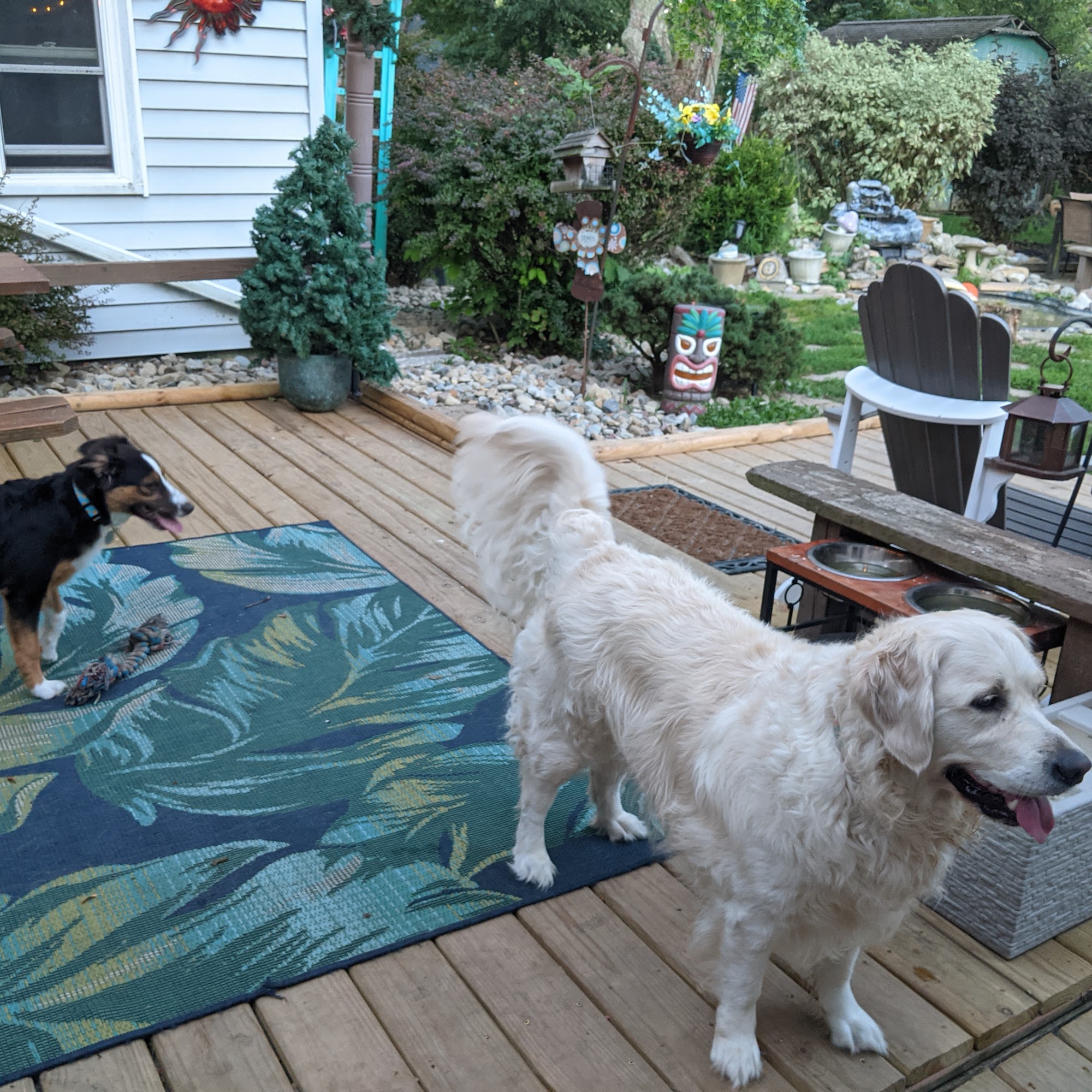 Pet State University & HomeStyle Boarding Streetsboro