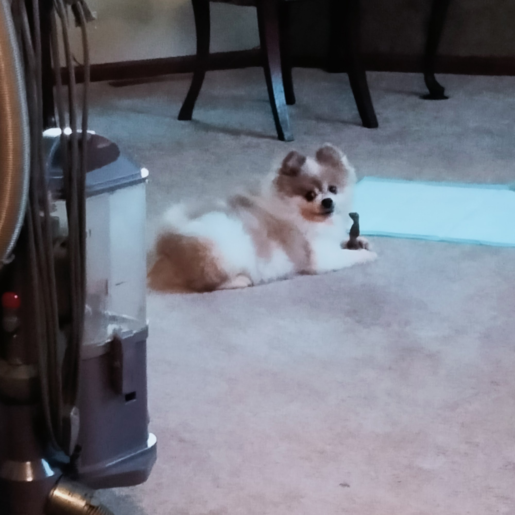 Strongsville Animal Hospital Strongsville