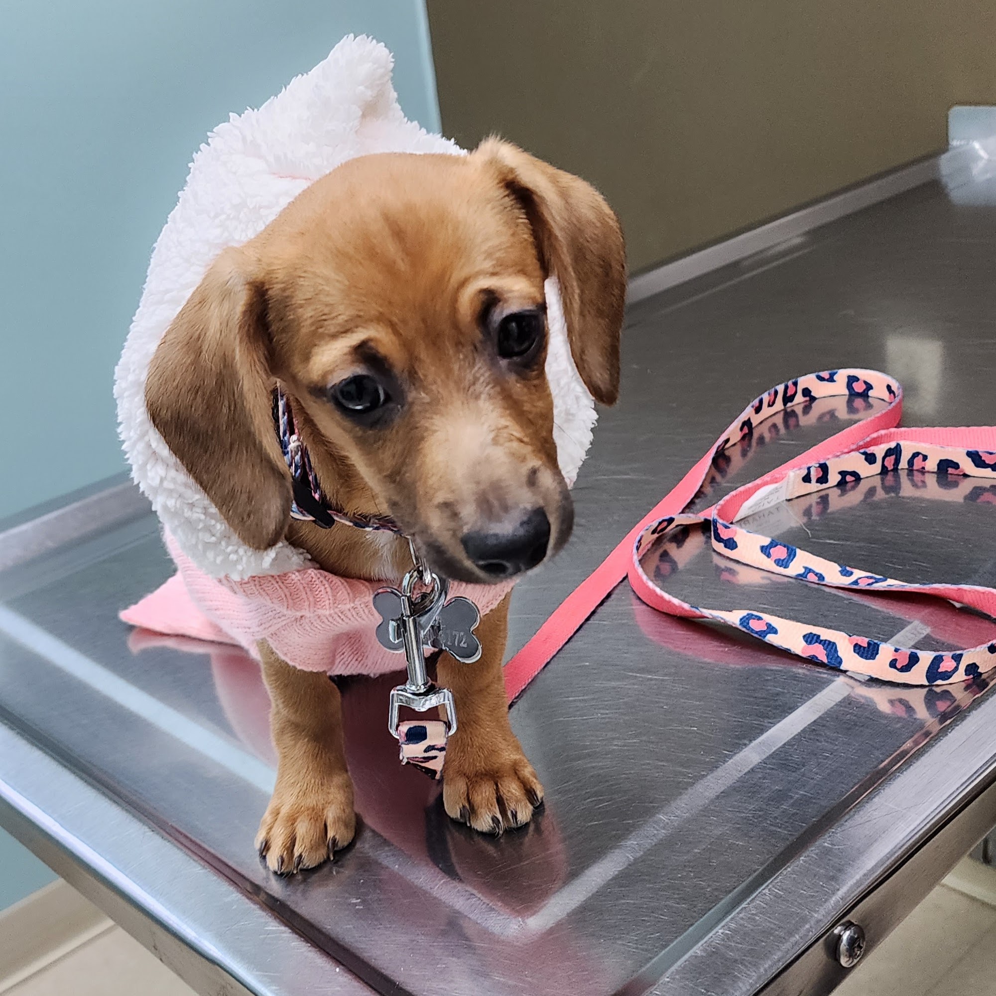 Dr Pal's Small Animal Practice Strongsville