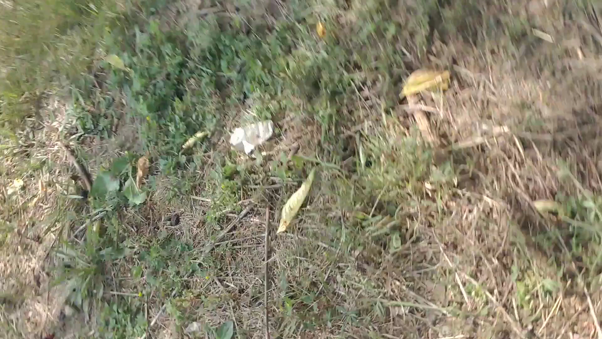 St Anthony's Society Menu