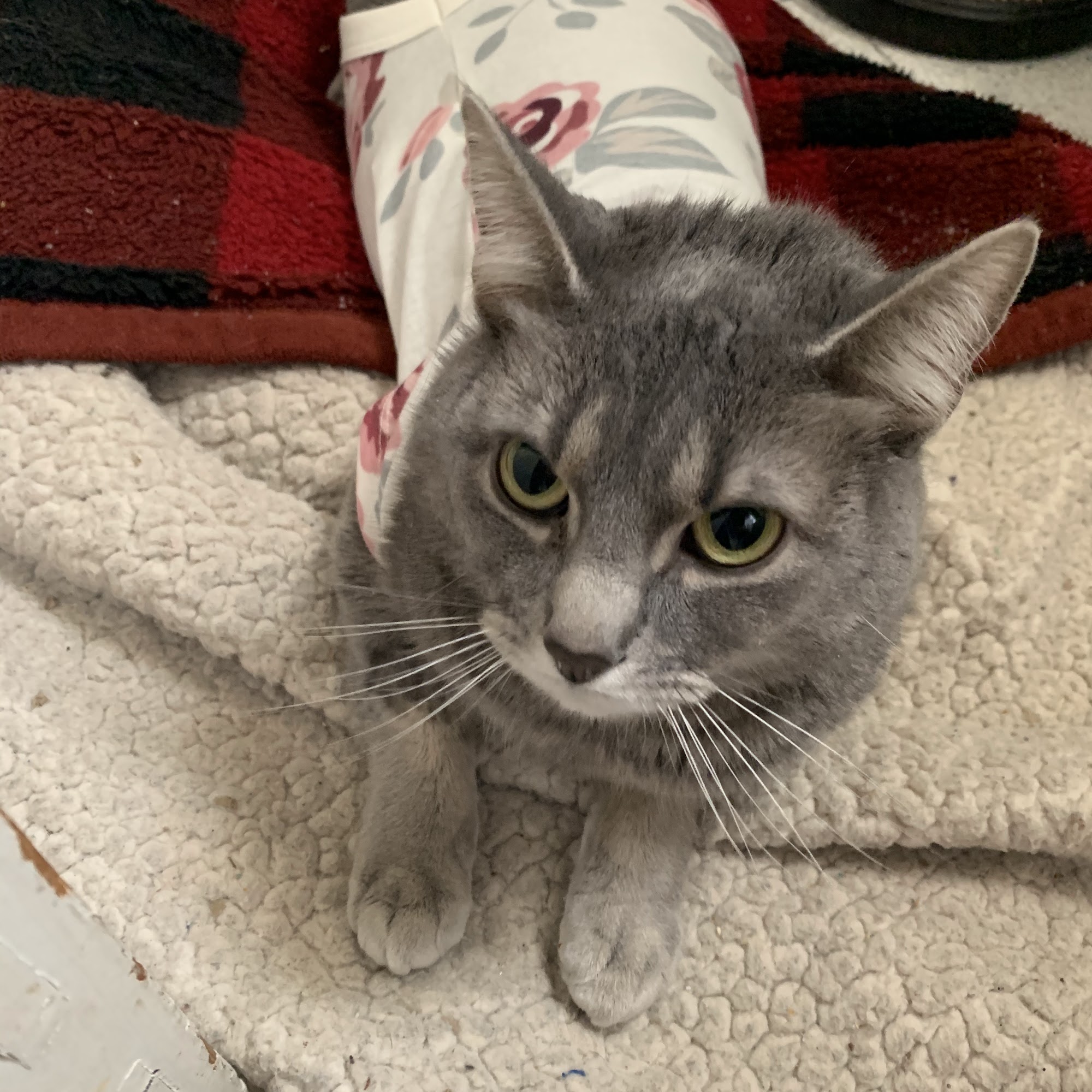 Mohawk Animal Hospital Sycamore