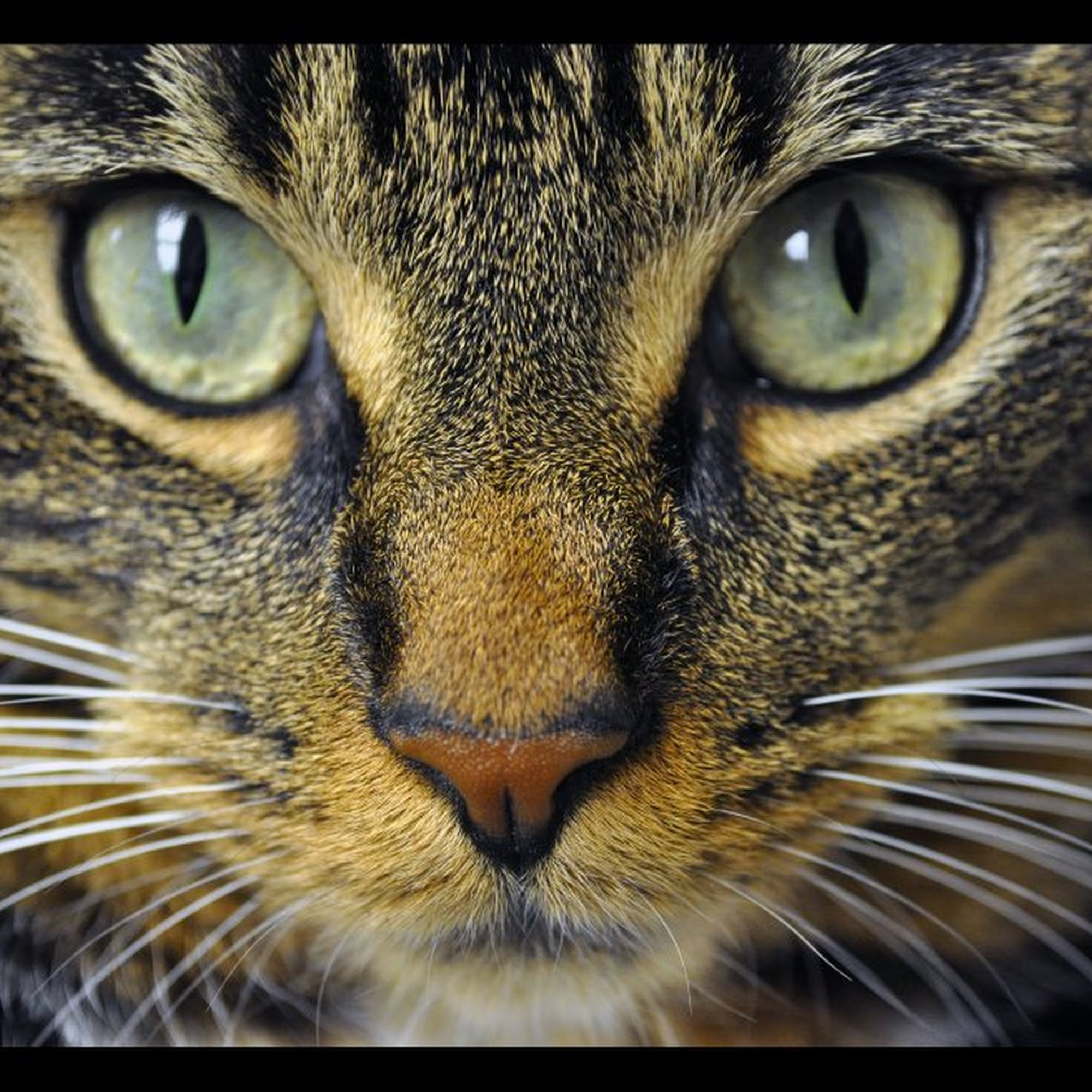 Countryside Animal Hospital Sylvania