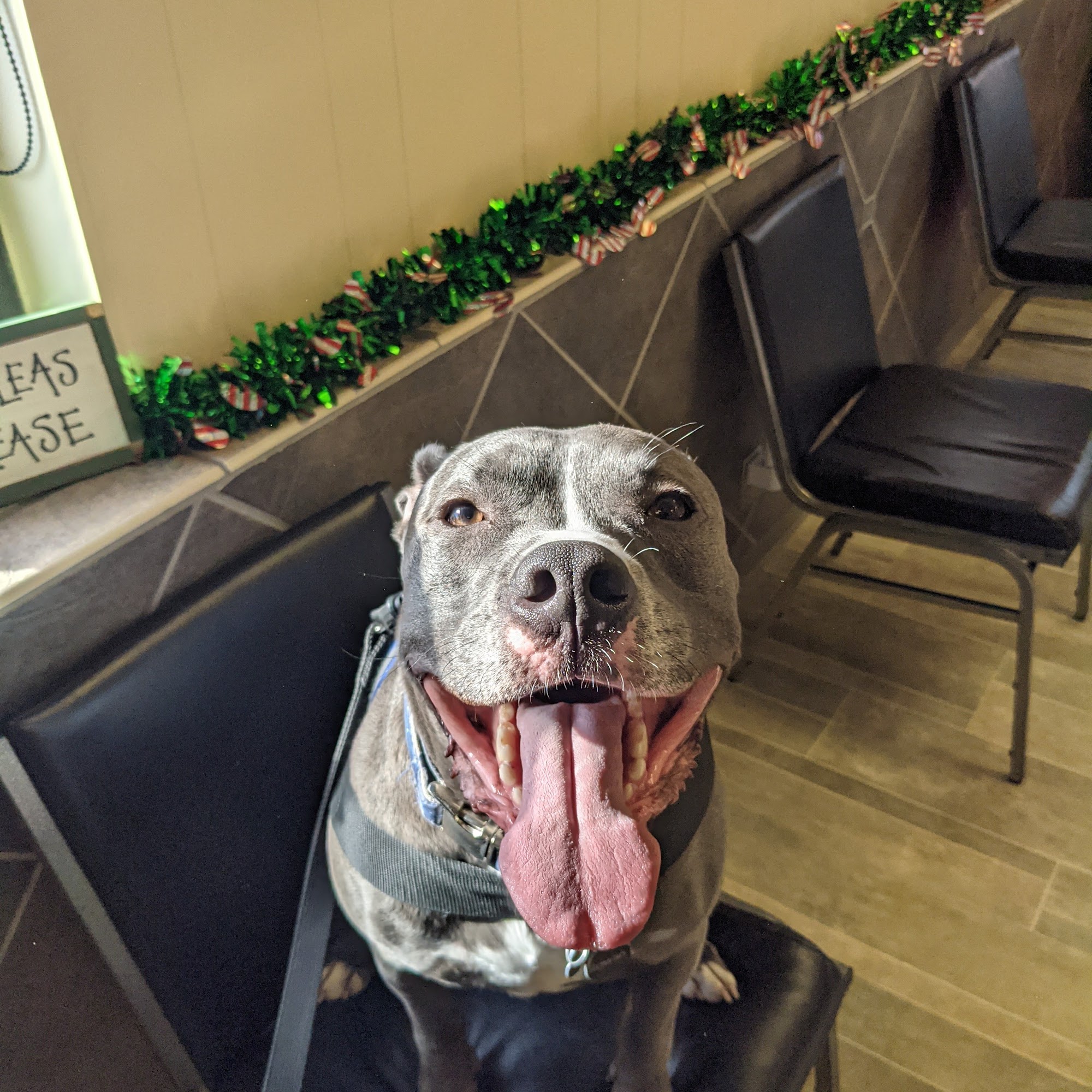 Countryside Animal Hospital: Pifer Paul DVM Sylvania