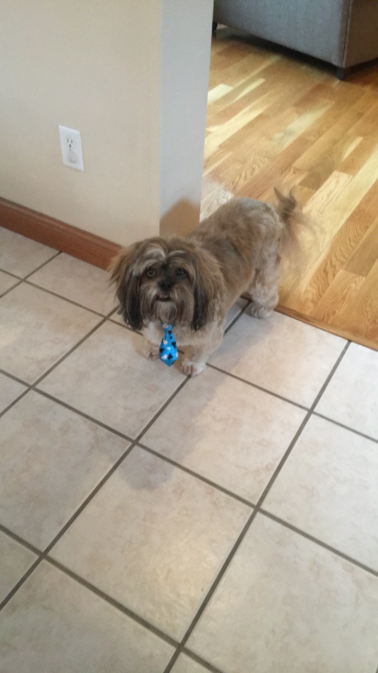 Pampered Paws Pet Grooming Sylvania