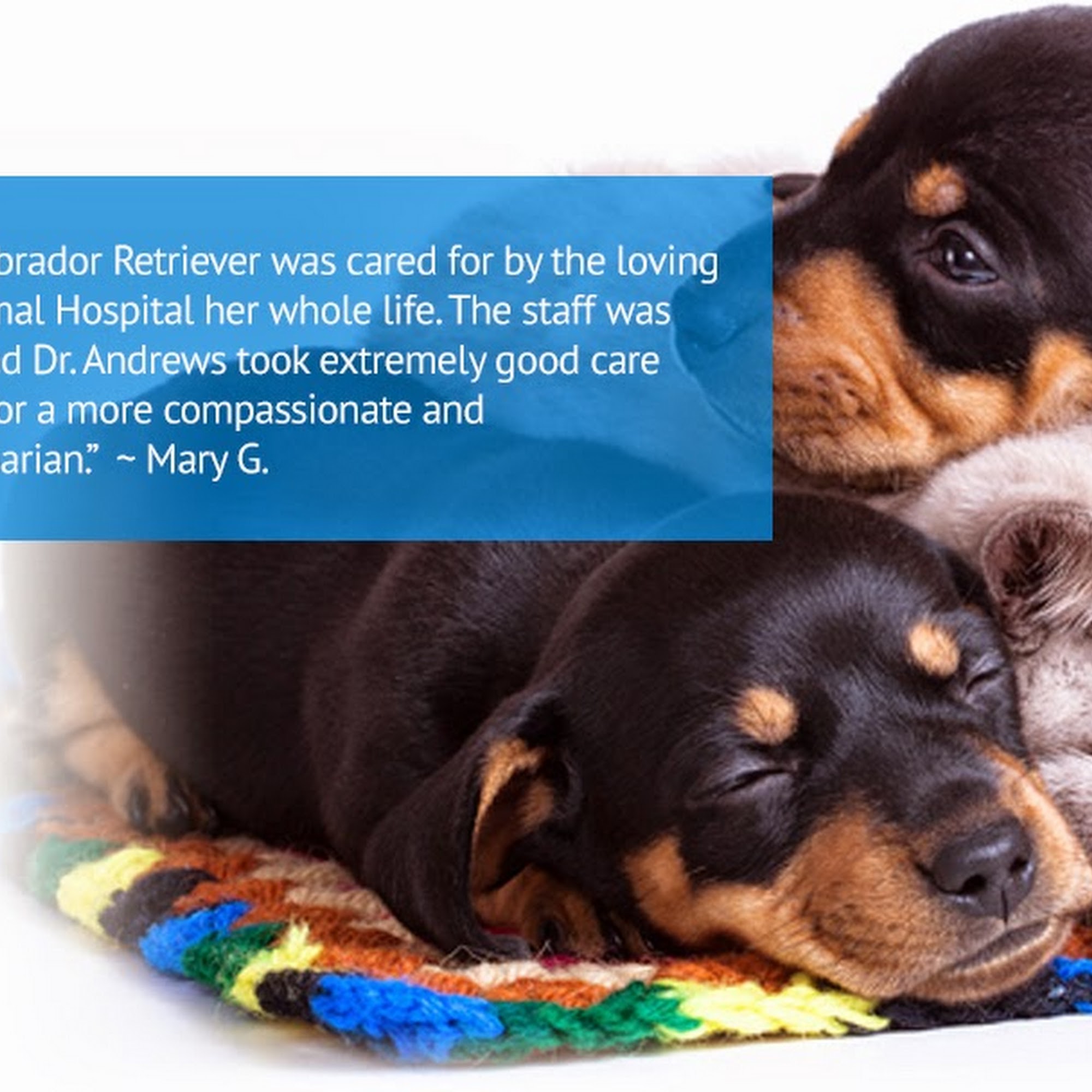 Tallmadge Animal Hospital Tallmadge