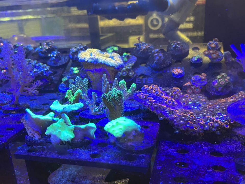 Royal Union Pets Co. Tallmadge