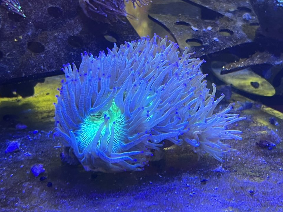 Royal Union Pets Co. Tallmadge