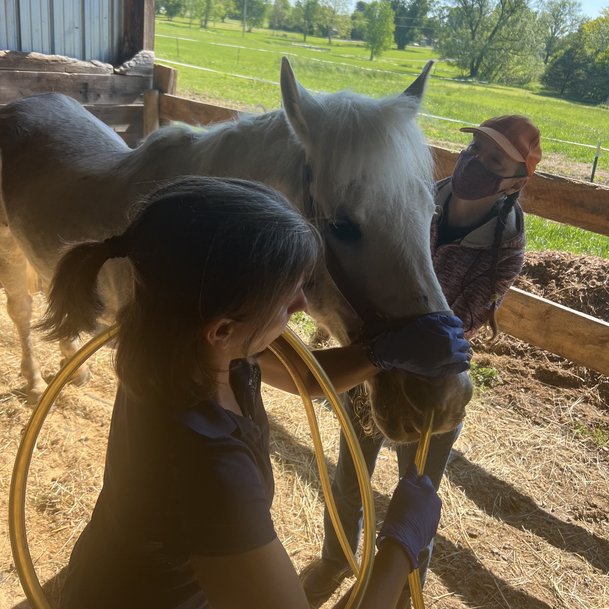 Flying Horse Veterinary Practice, LLC Thornville