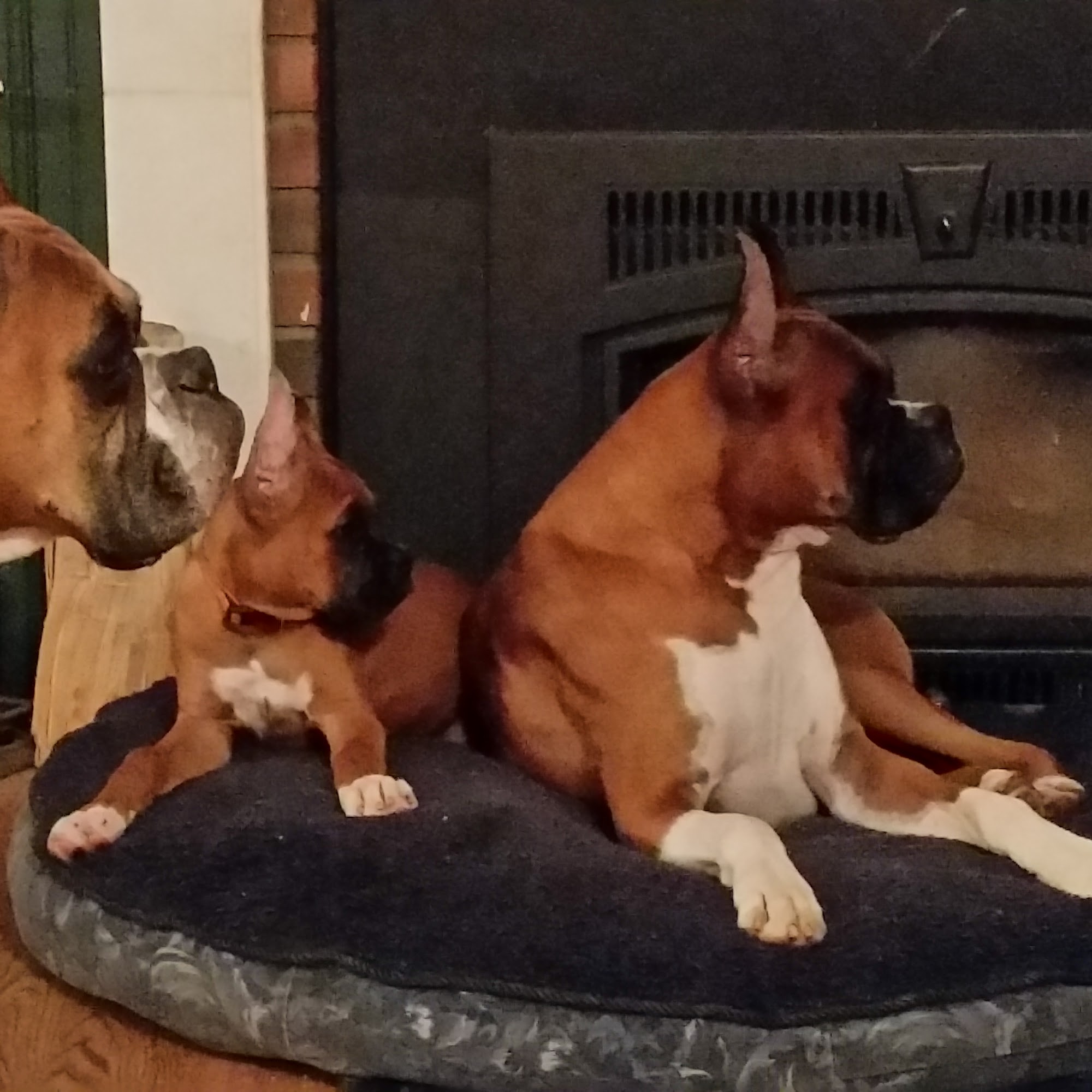 Hopewell Boarding Kennel Tiffin