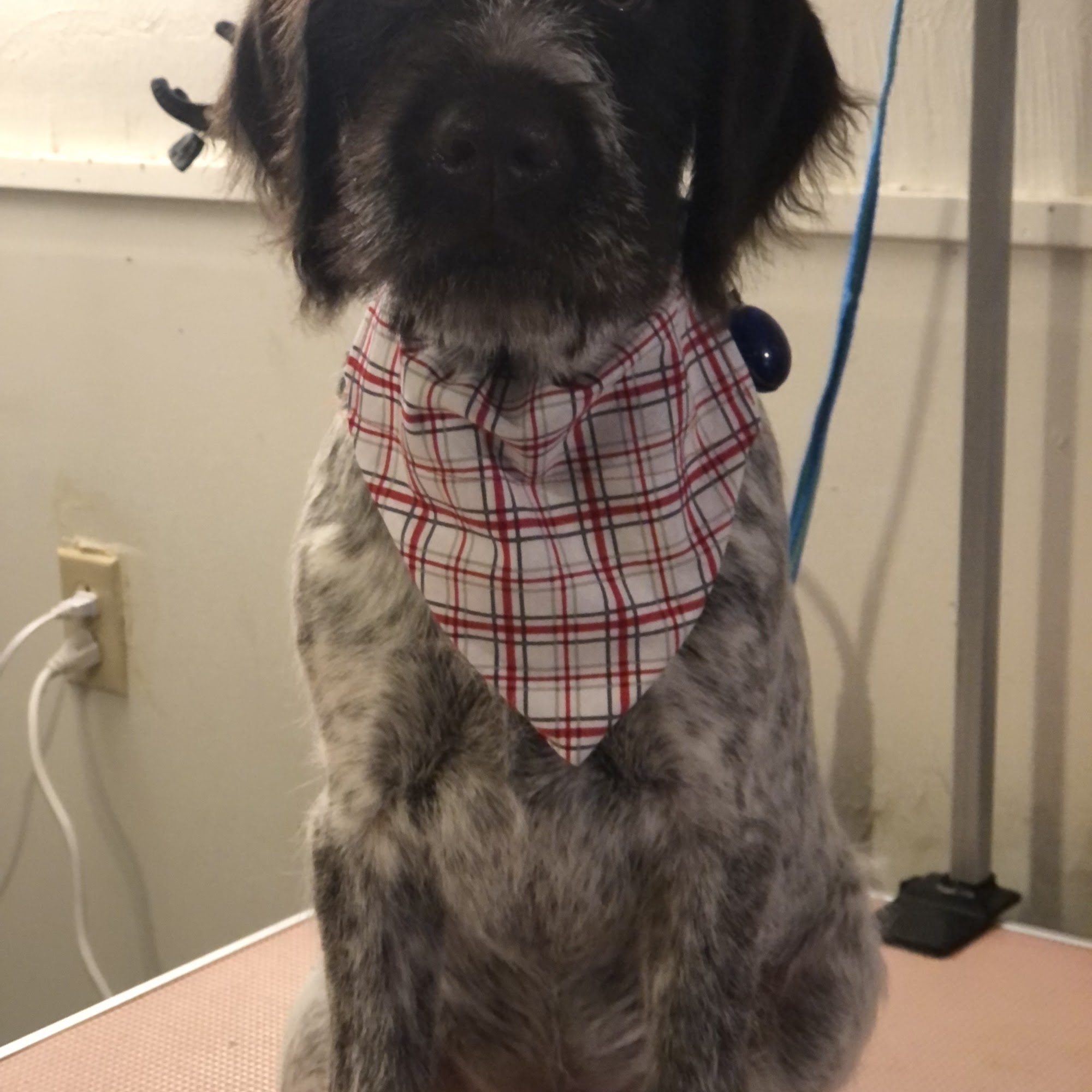 Heathers' Canine Cuts & Calming Care Tiffin