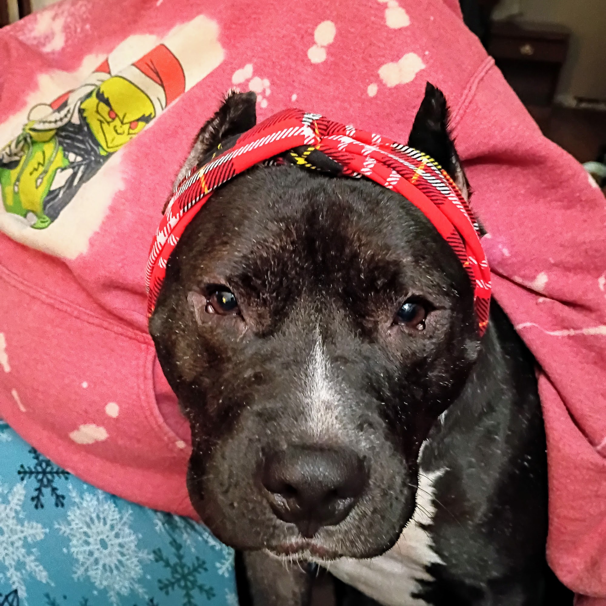 Friendtown Veterinary Clinic Tipp City