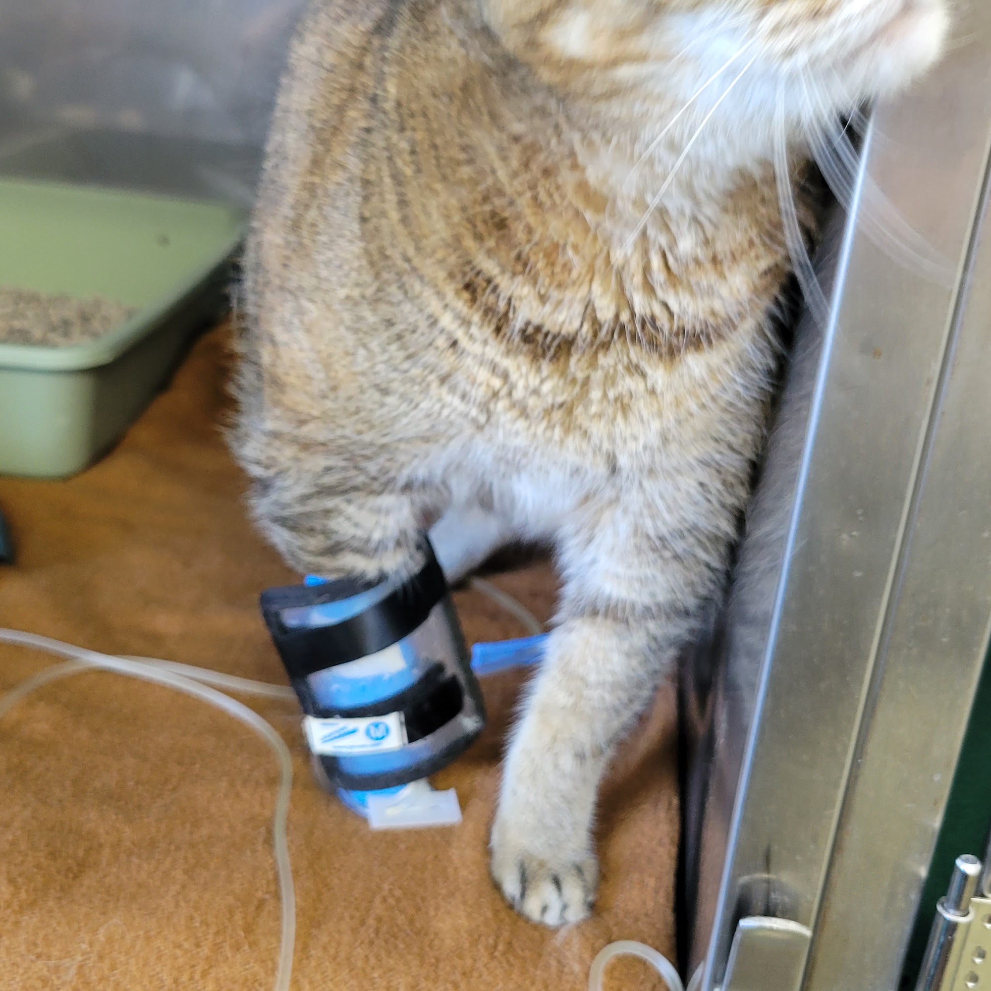 Tipp City Veterinary Hospital Tipp City