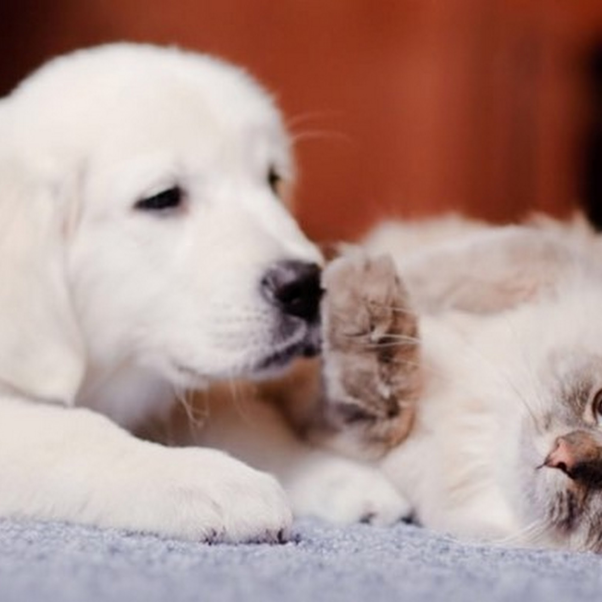 Tippecanoe Veterinary Hospital Tipp City