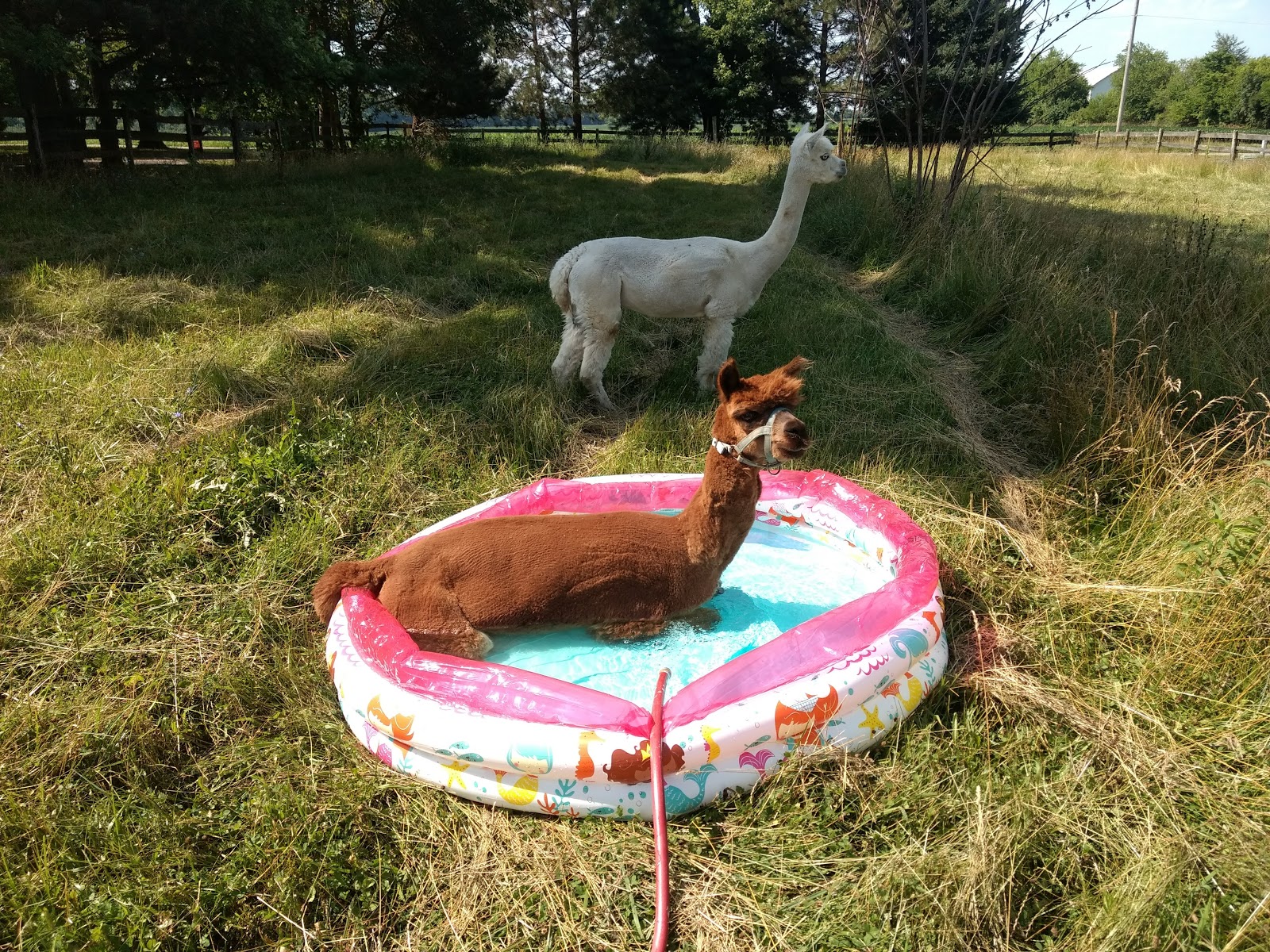 Our Farm Sanctuary Tipp City
