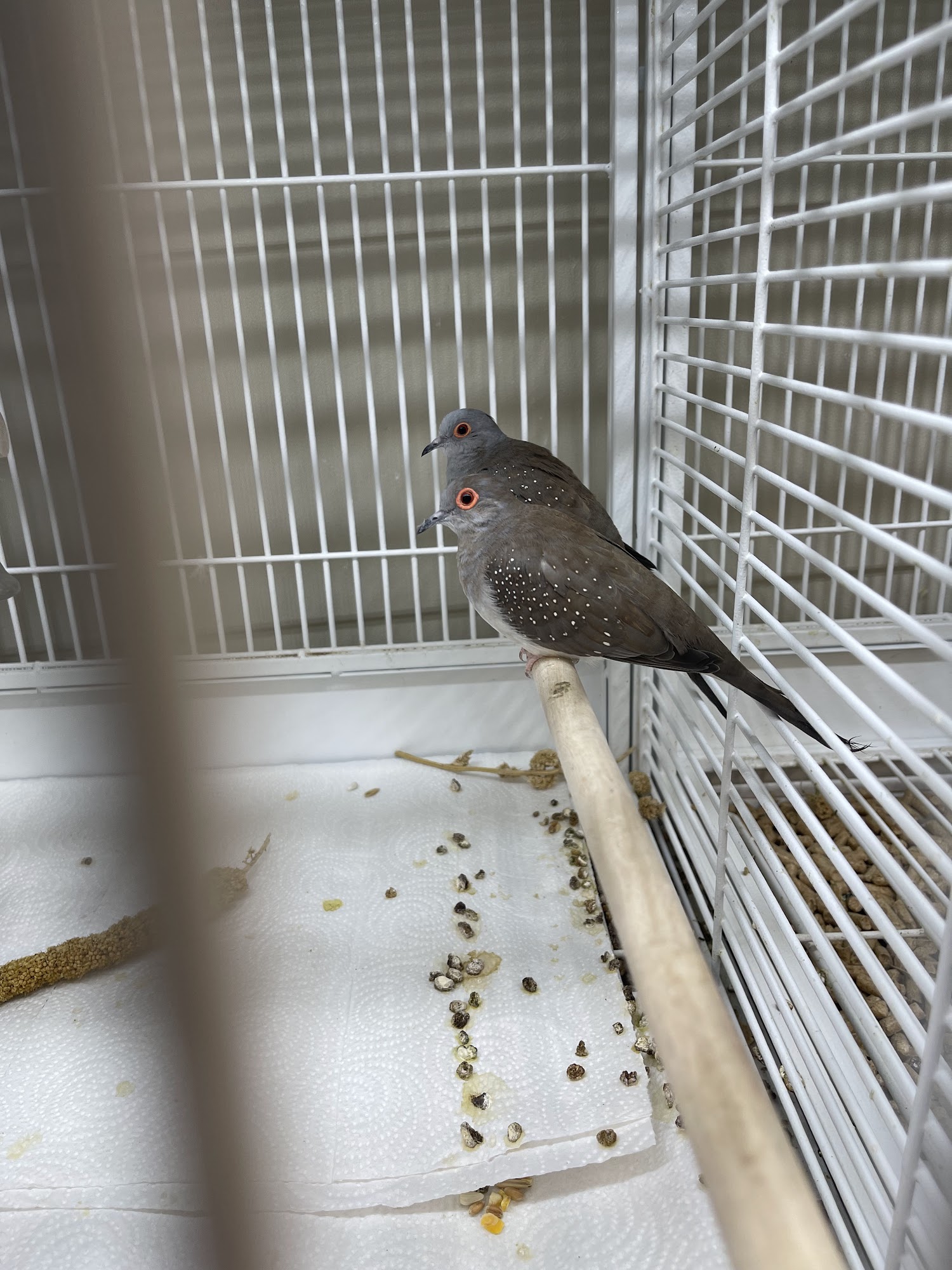 Pet Supplies Plus W. Alexis Toledo