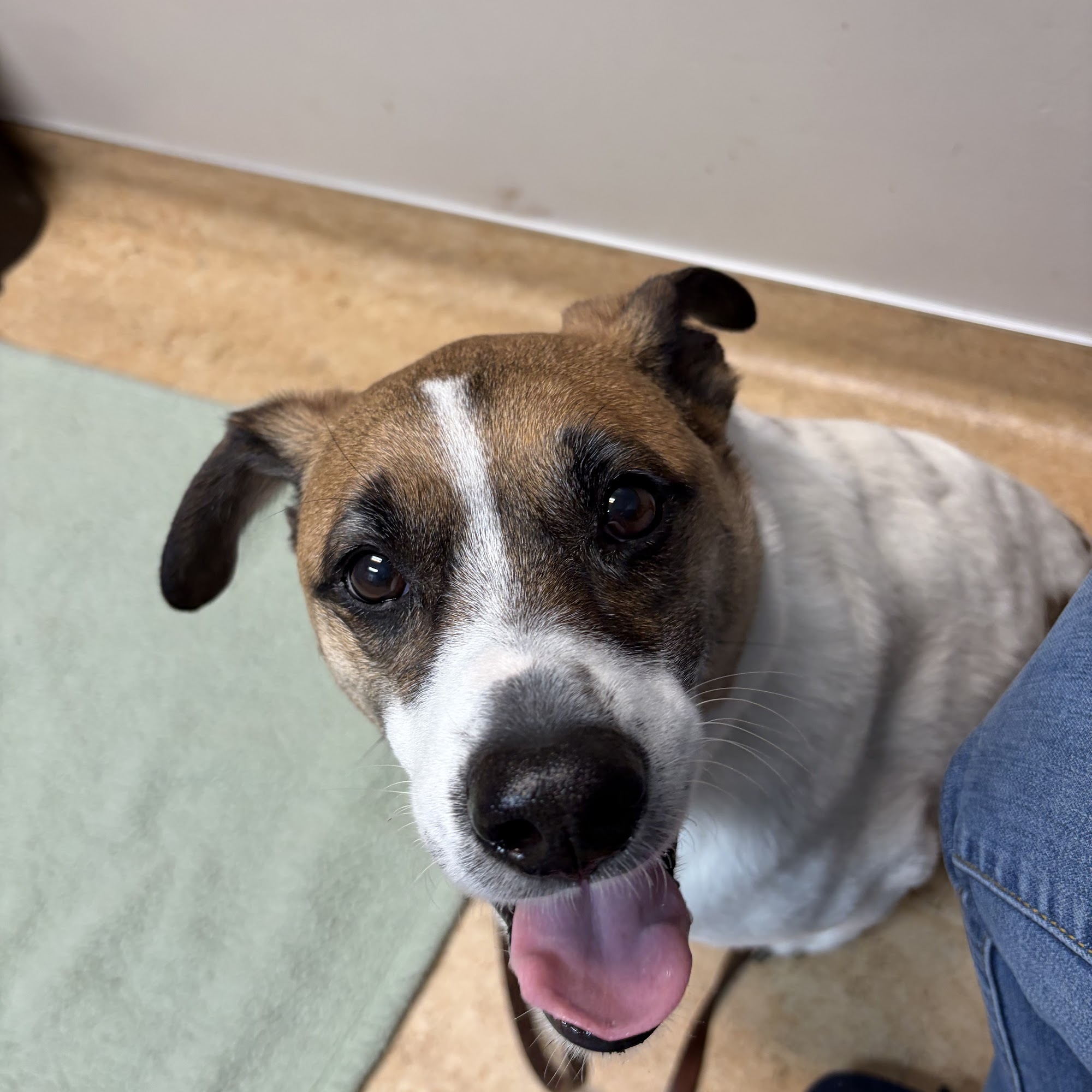 Shoreland Animal Hospital Toledo