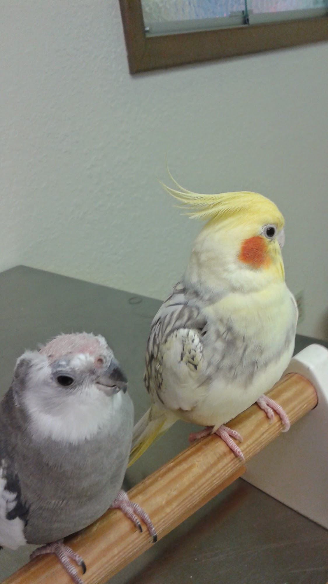 Bird & Exotic Pet Wellness Center Toledo