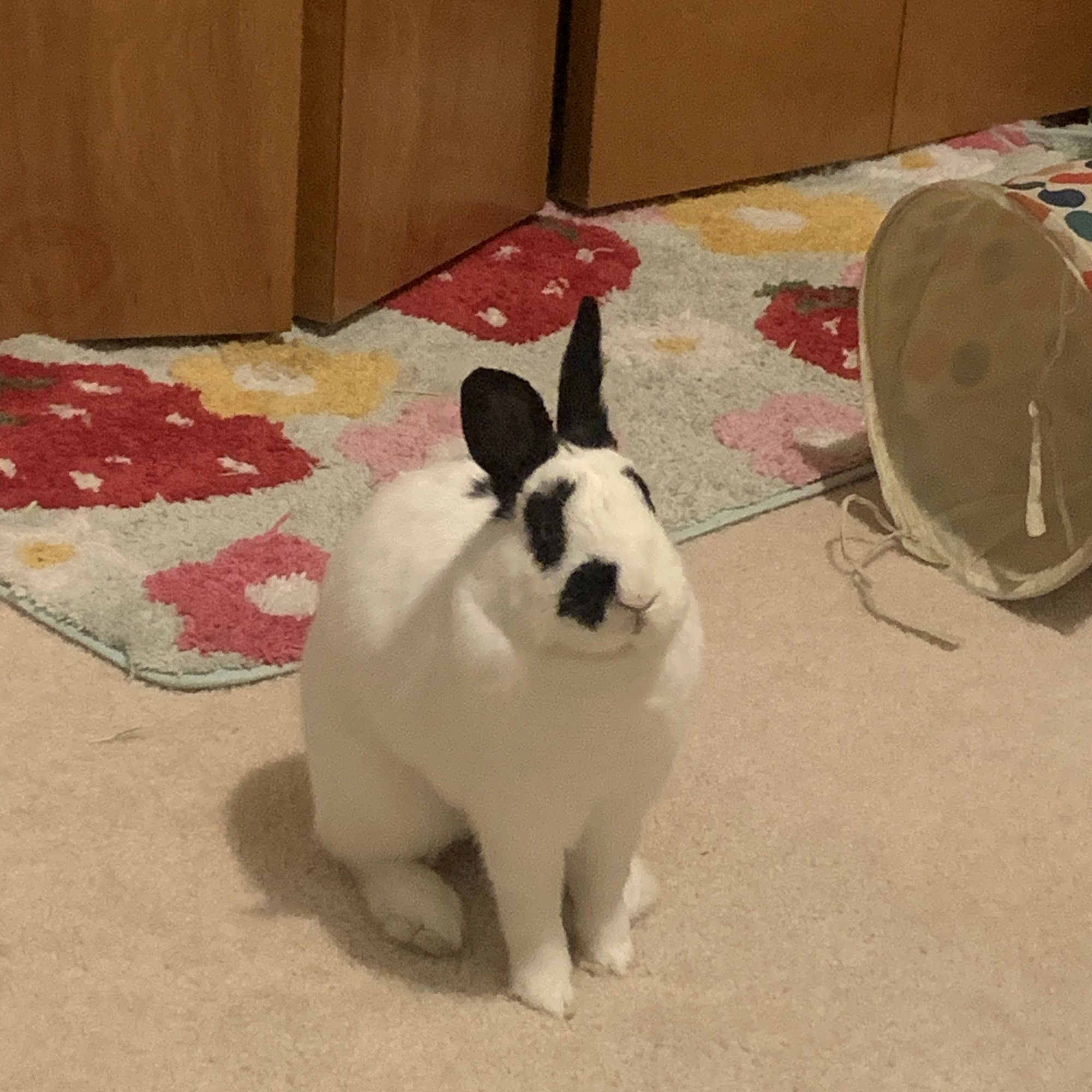 Bird & Exotic Pet Wellness Center Toledo