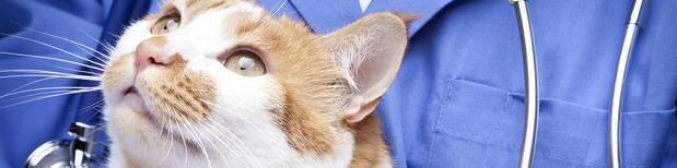 Reynolds Road Animal Hospital Toledo