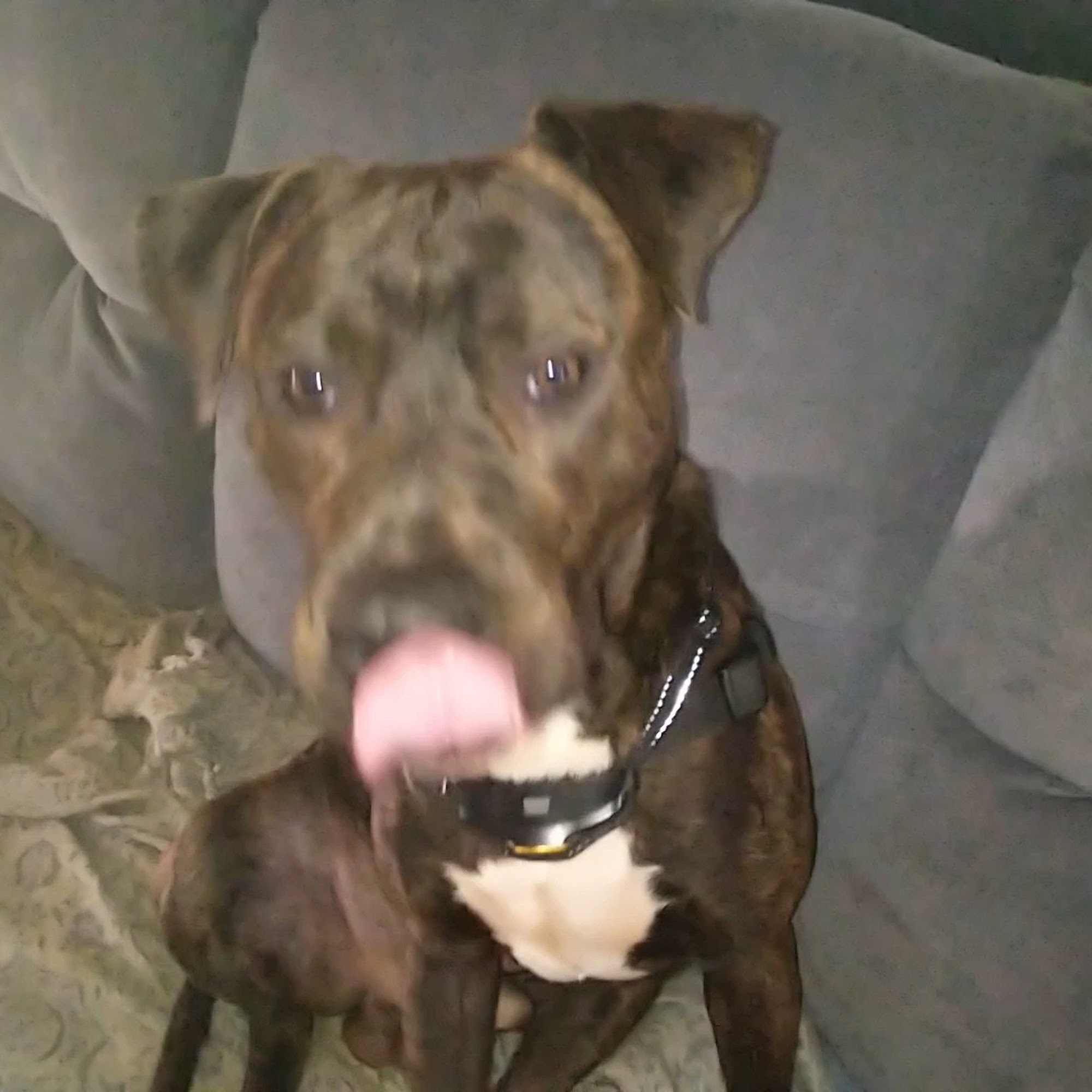 Alexis Road Animal Hospital Toledo