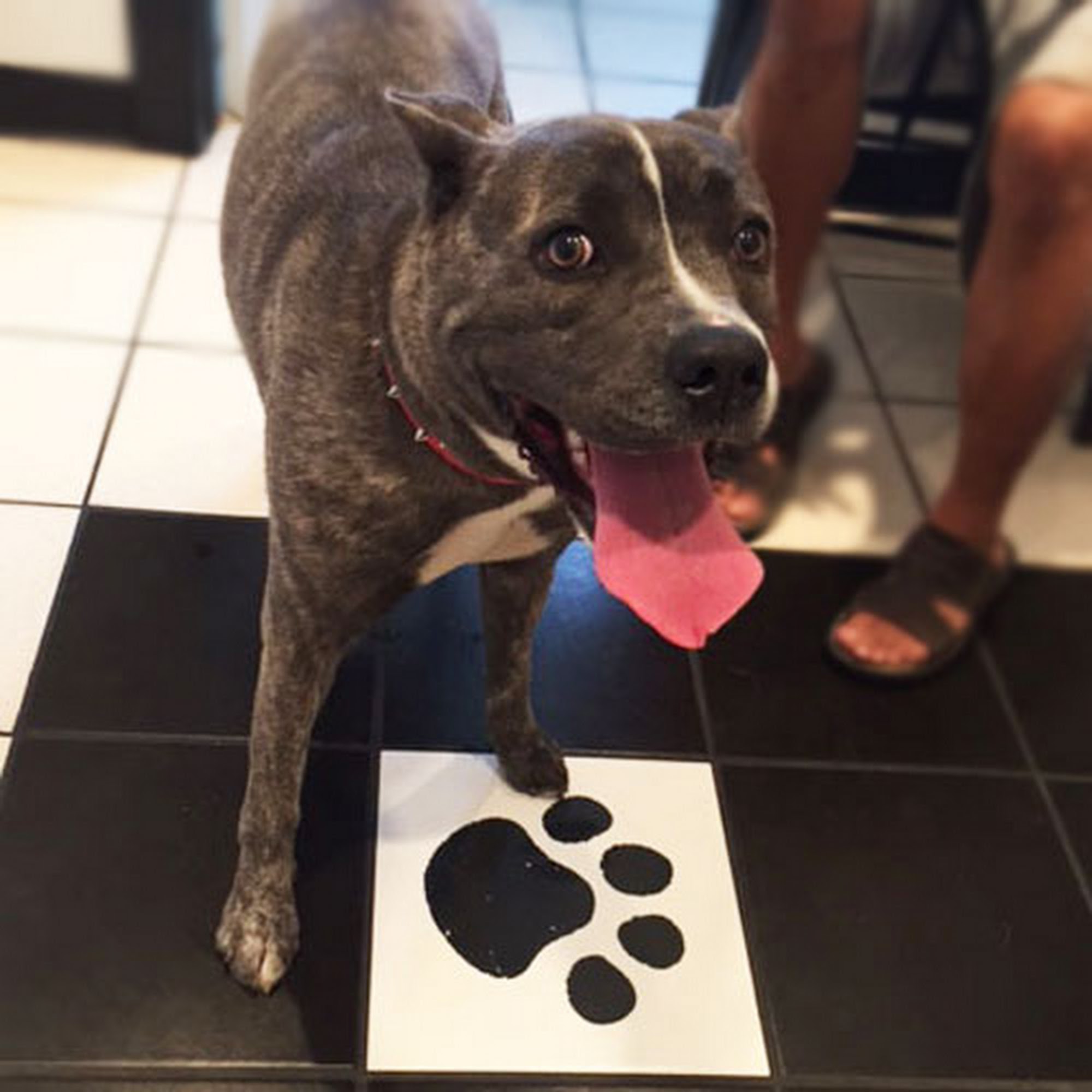 Airport Animal Hospital, Toledo: Dr. Cuesta DVM Toledo